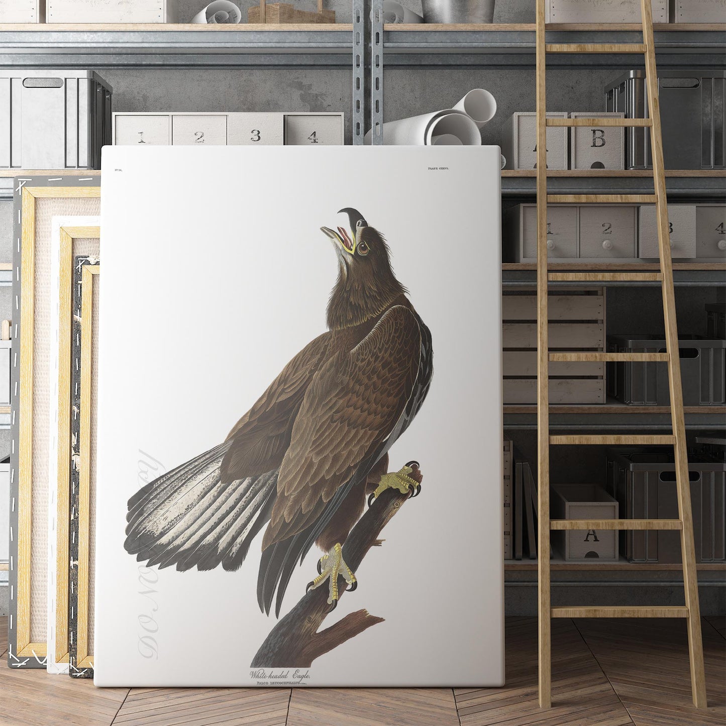 White Headed Eagle - Birds of America