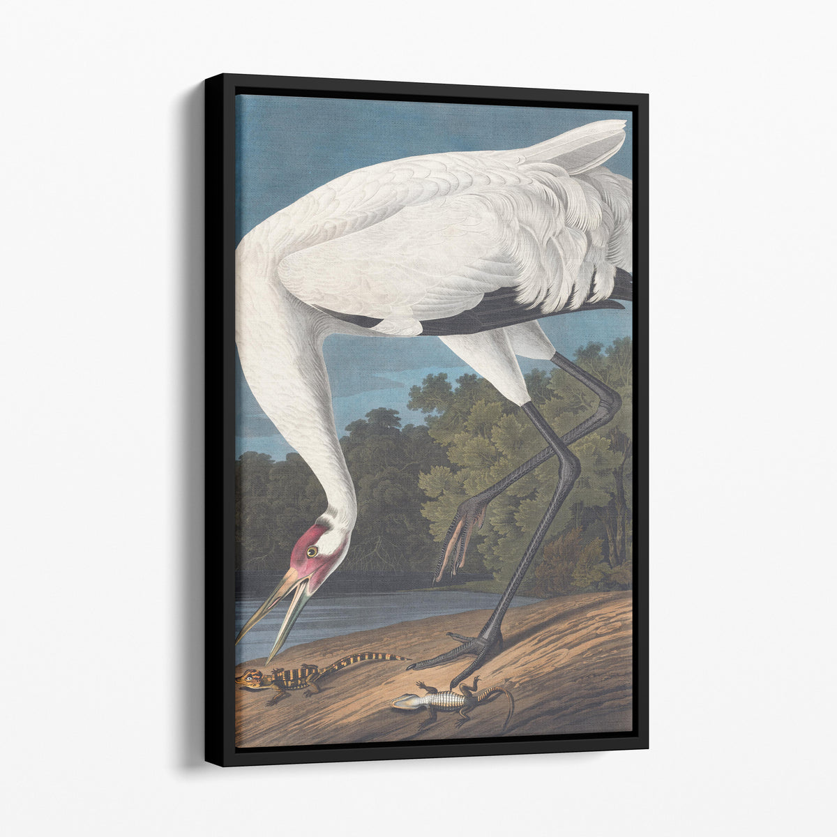 Hooping Crane - John James Audubon, Birds of America
