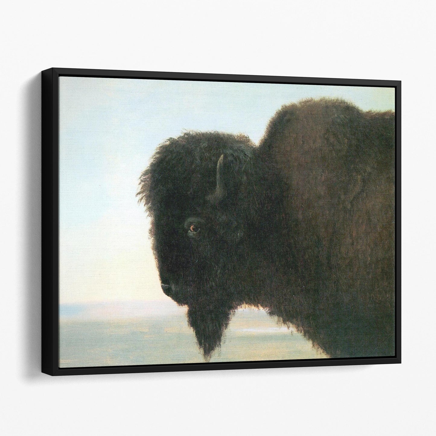 Buffalo Head by Albert Bierstadt