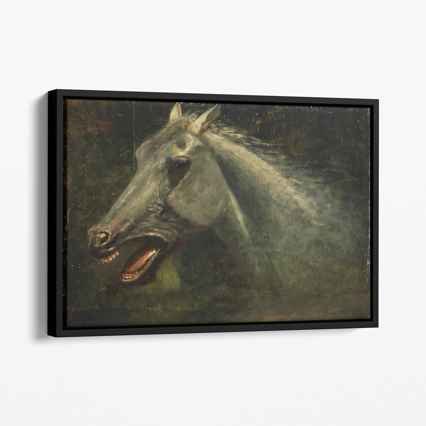 A Wild Stallion by Albert Bierstadt
