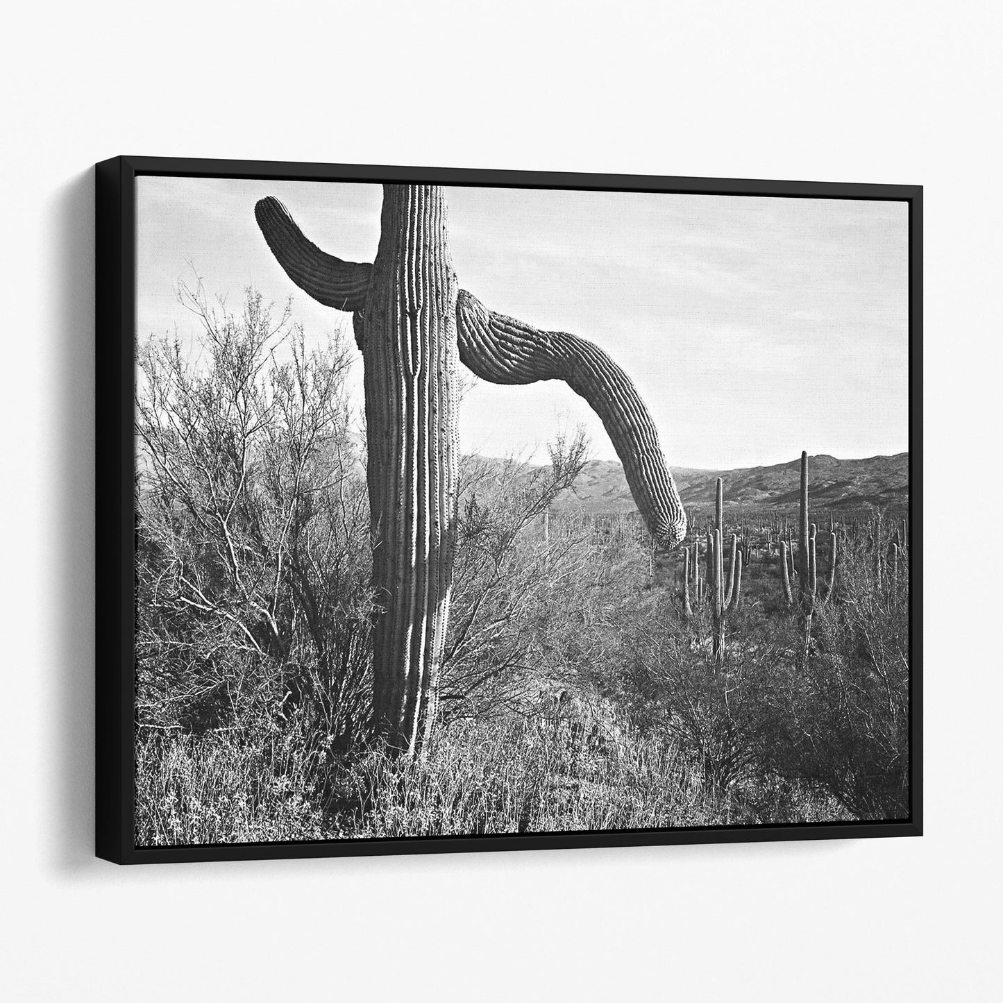 Cactus in Saguaro National Monument, Ansel Adams