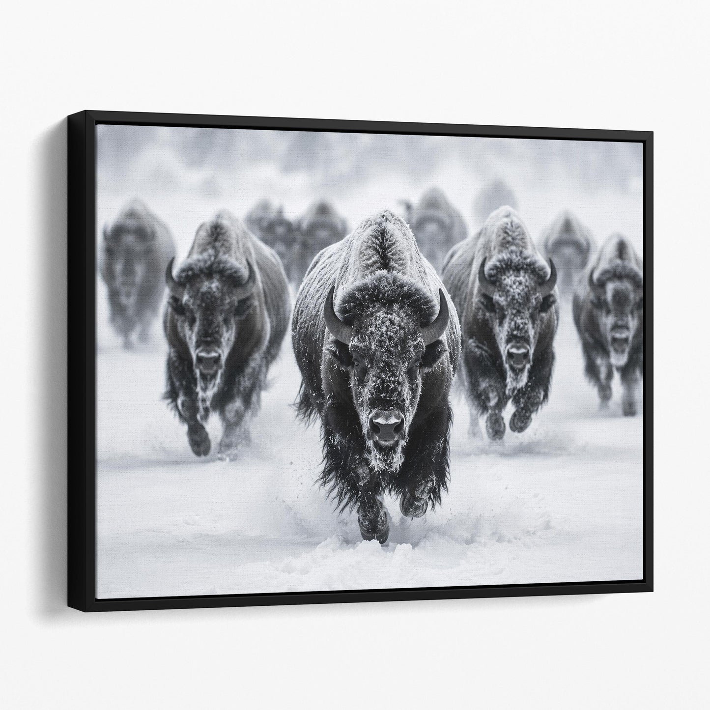 Yellowstone Bison