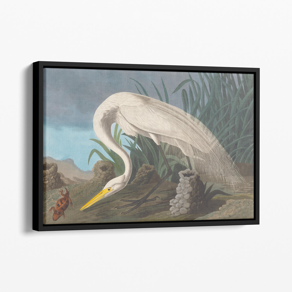 White Heron - John James Audubon, Birds of America