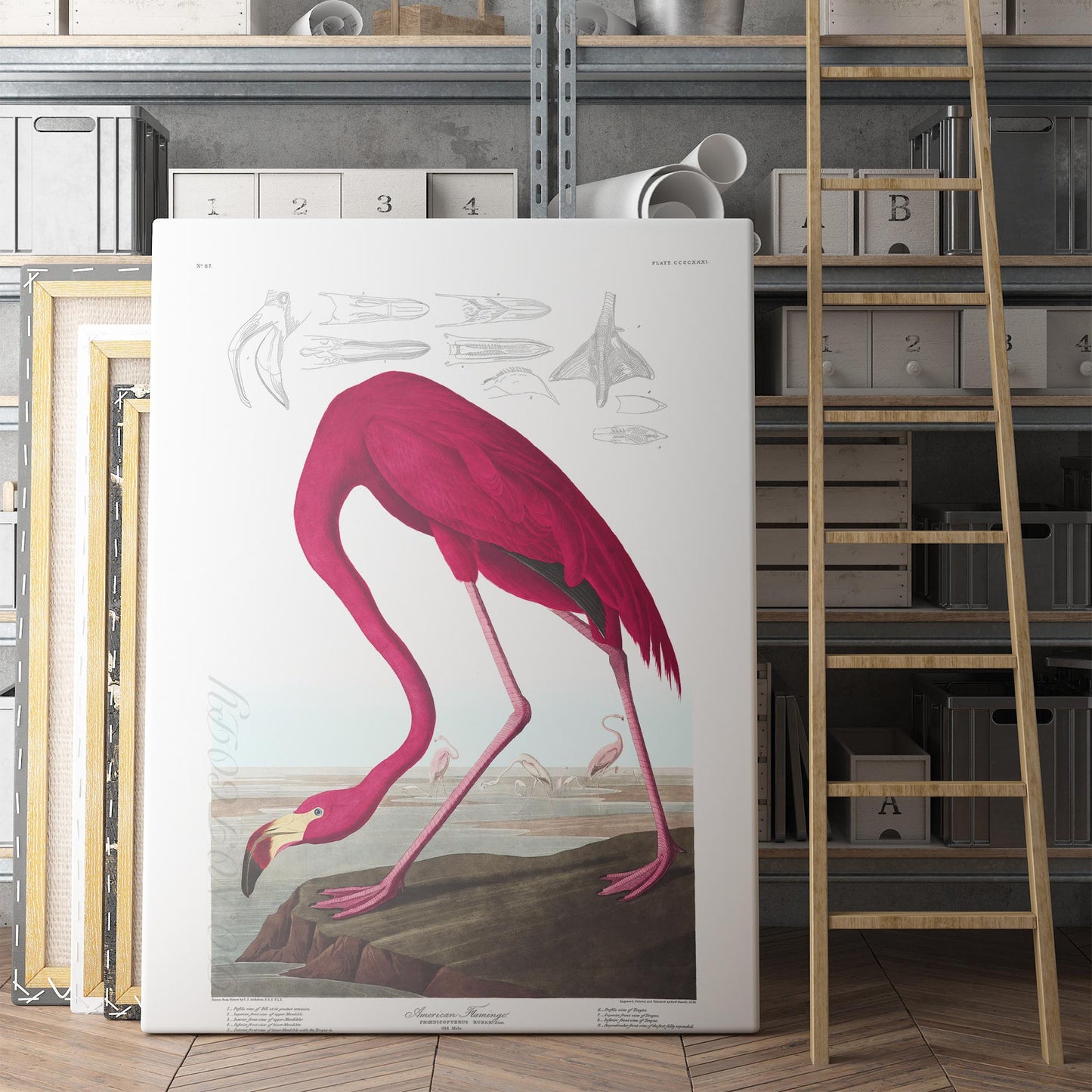 American Flamingo - John James Audubon, Birds of America