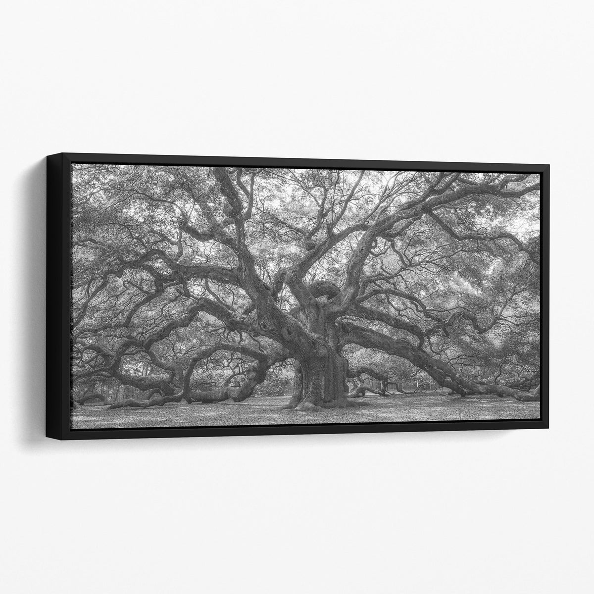 Angel Oak Tree Charleston