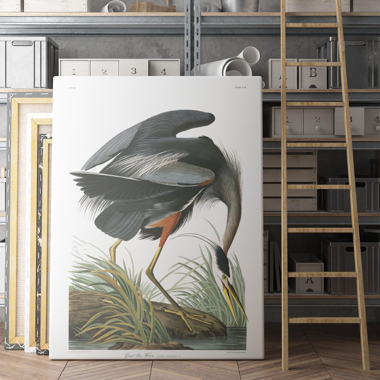 Great Blue Heron - Birds of America