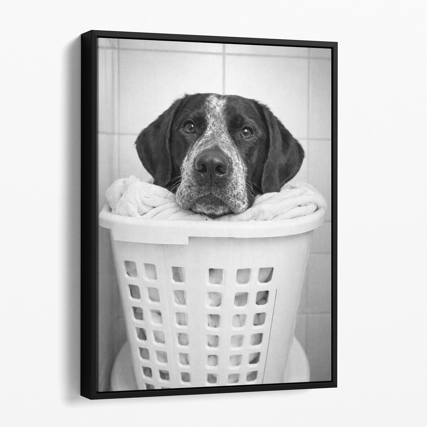 German Shorthaired Pointer Dog Laundry