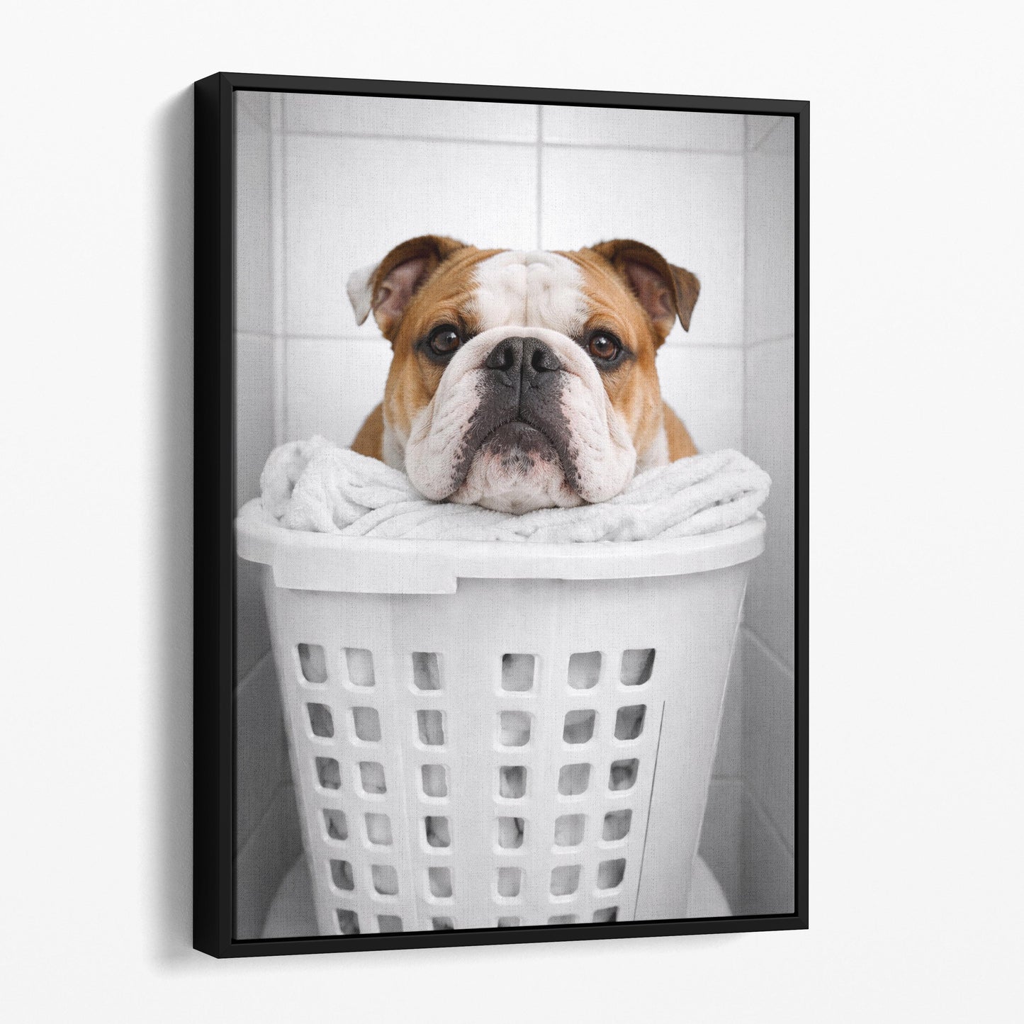 Bulldog Laundry