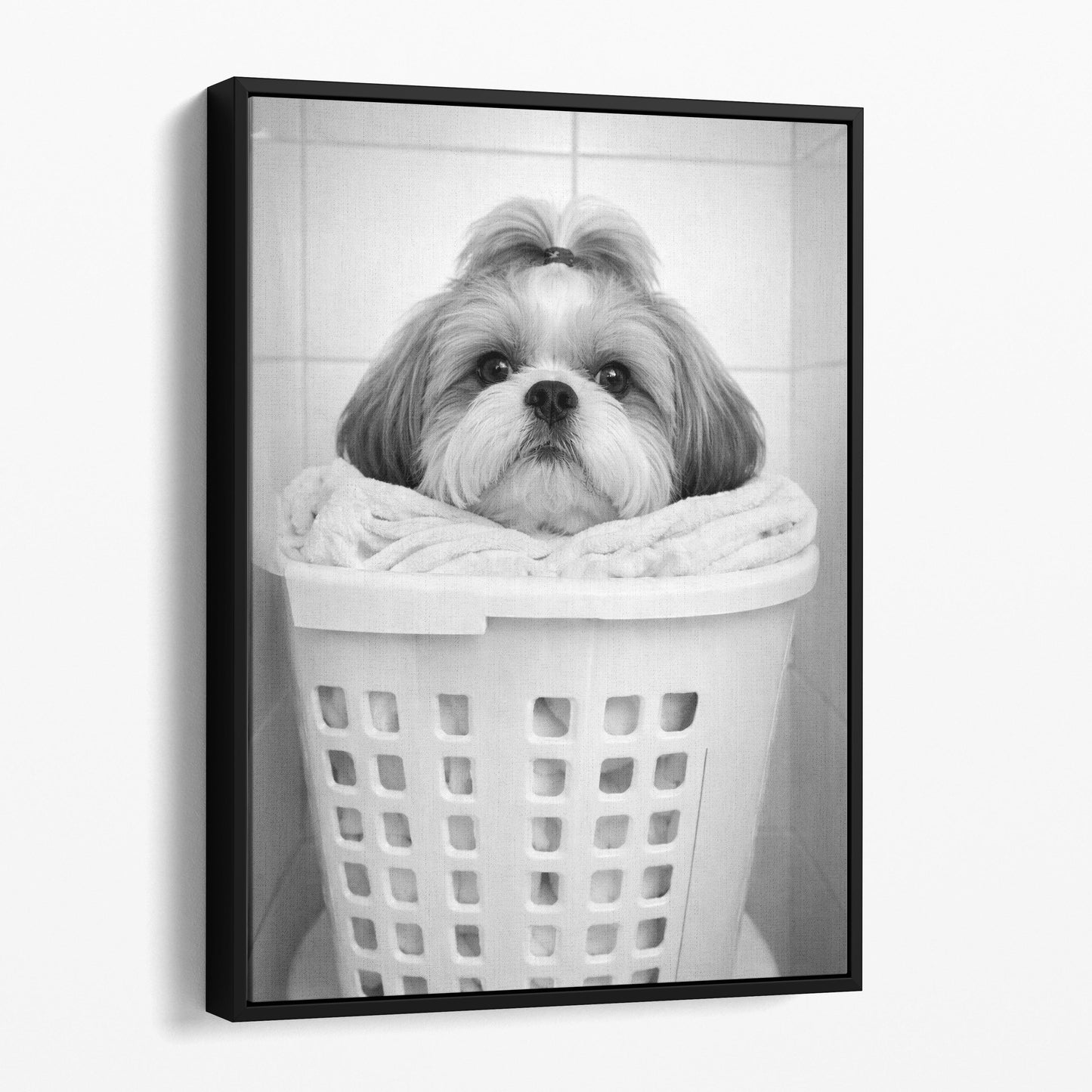 Shih Tzu Dog Laundry