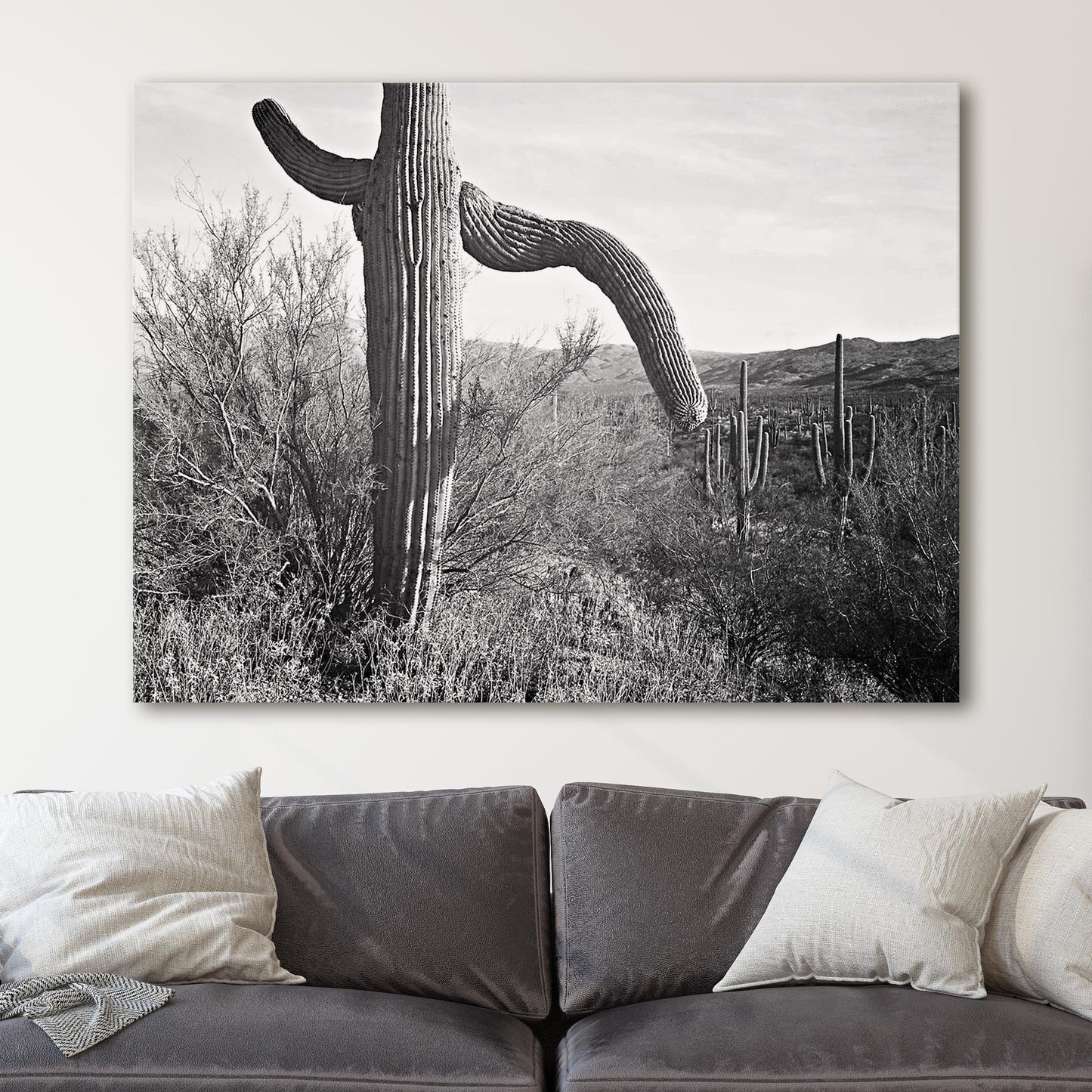 Cactus in Saguaro National Monument, Ansel Adams