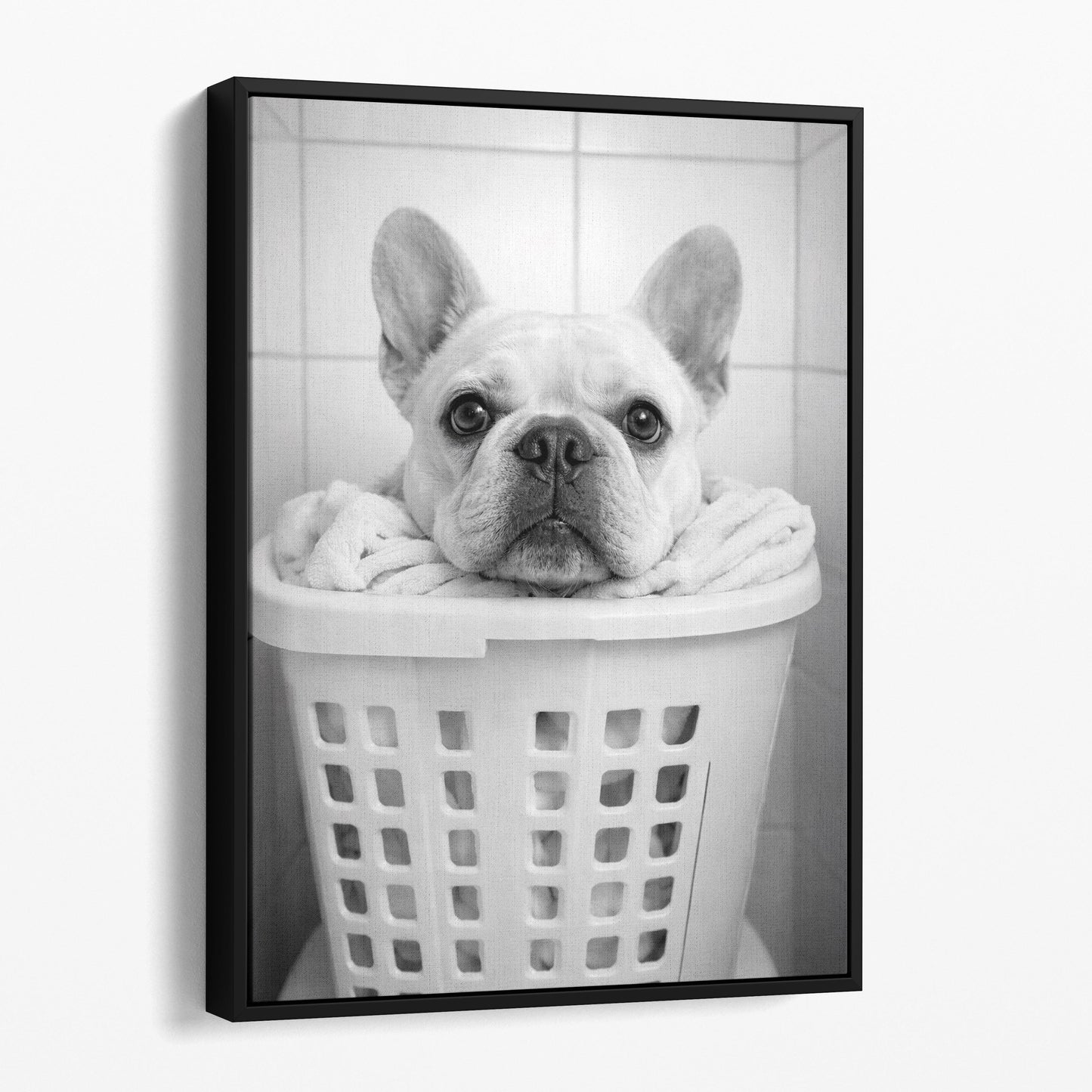 French Bulldog Laundry