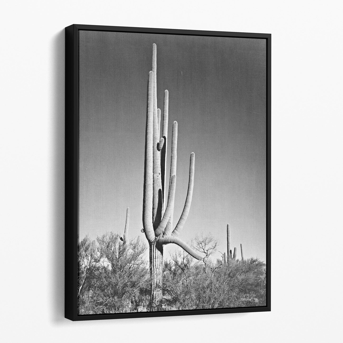 Cactus in Saguaro National Monument, Arizona Ansel Adams