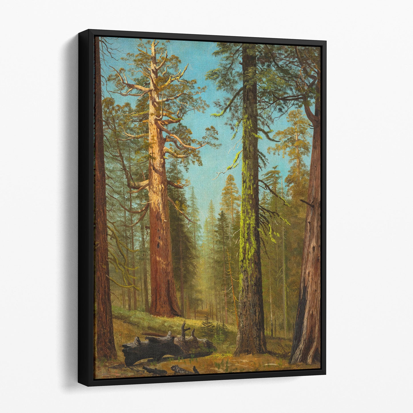 The Grizzly Giant Sequoia, Mariposa Grove, California by Albert Bierstadt