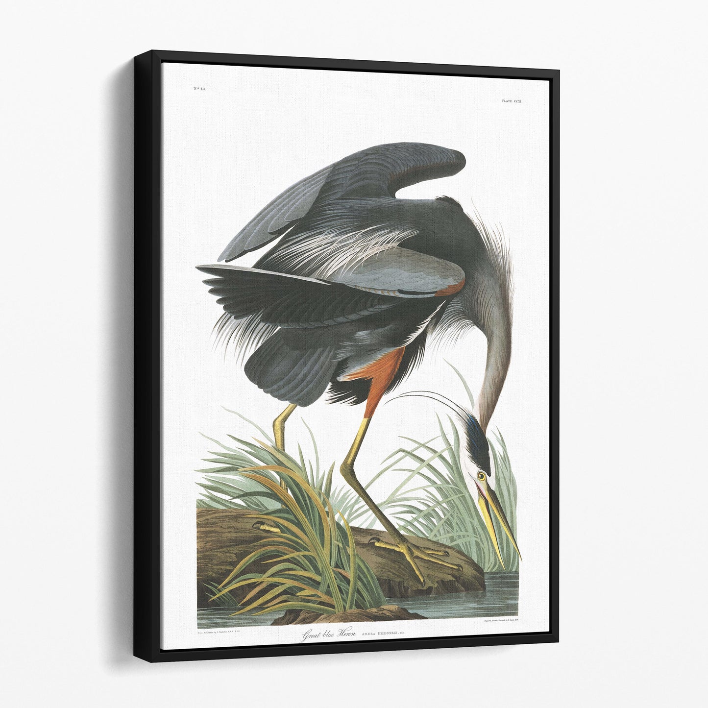 Great Blue Heron - Birds of America