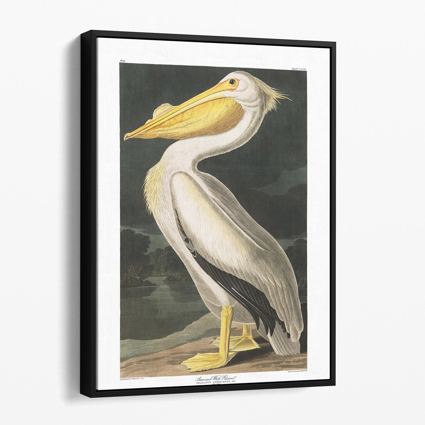 American White Pelican - John James Audubon, Birds of America