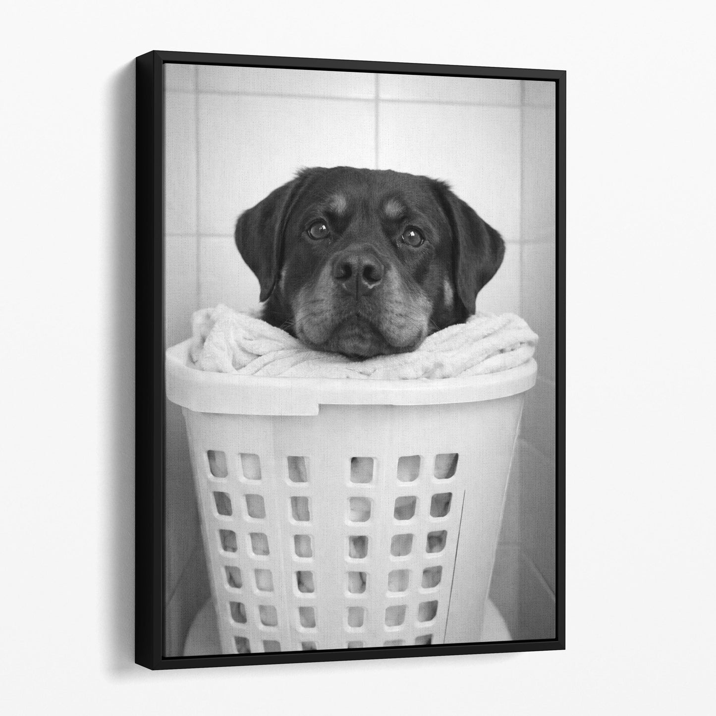 Rottweiler Dog Laundry