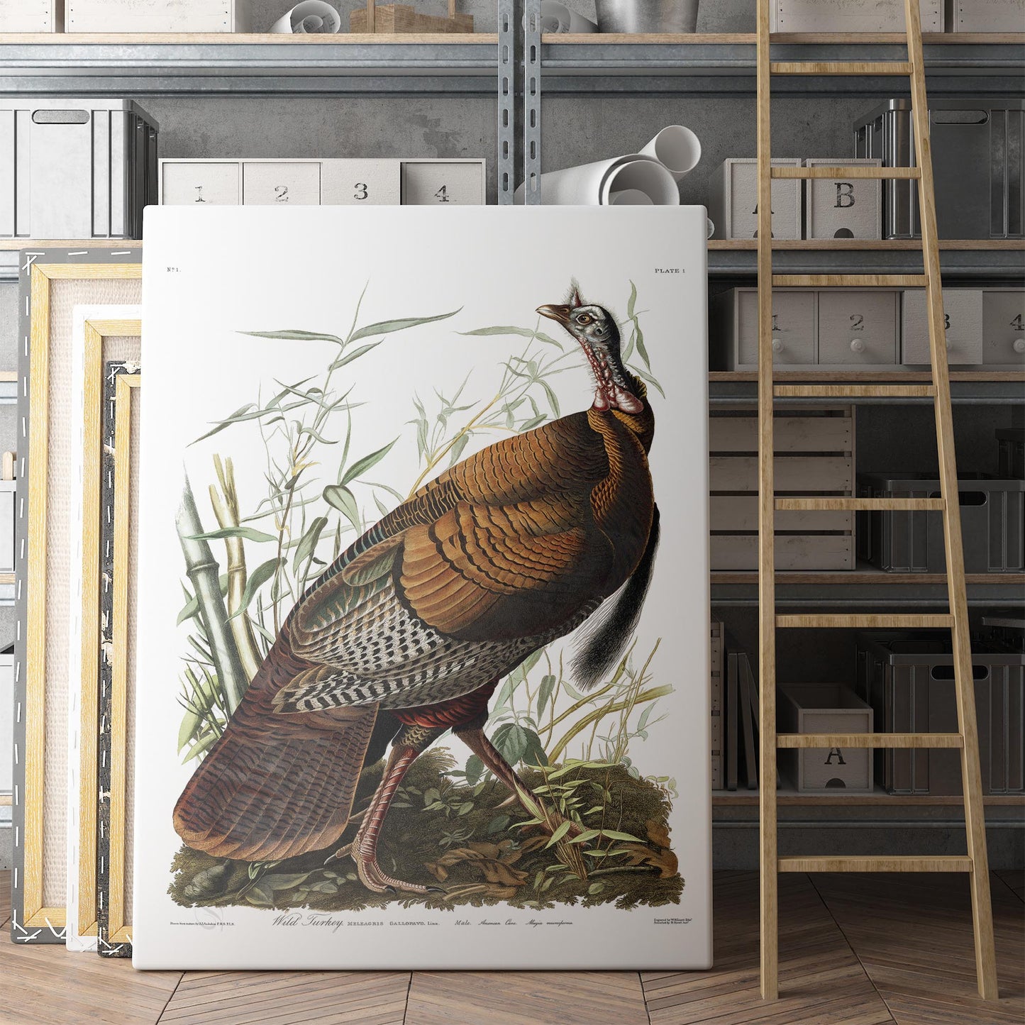 Wild Turkey by Audubon, Birds of America