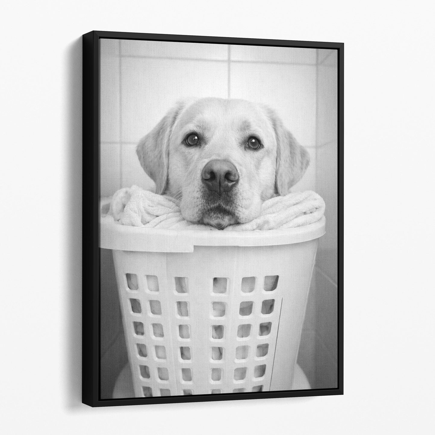 Yellow Labrador Retriever Dog Laundry