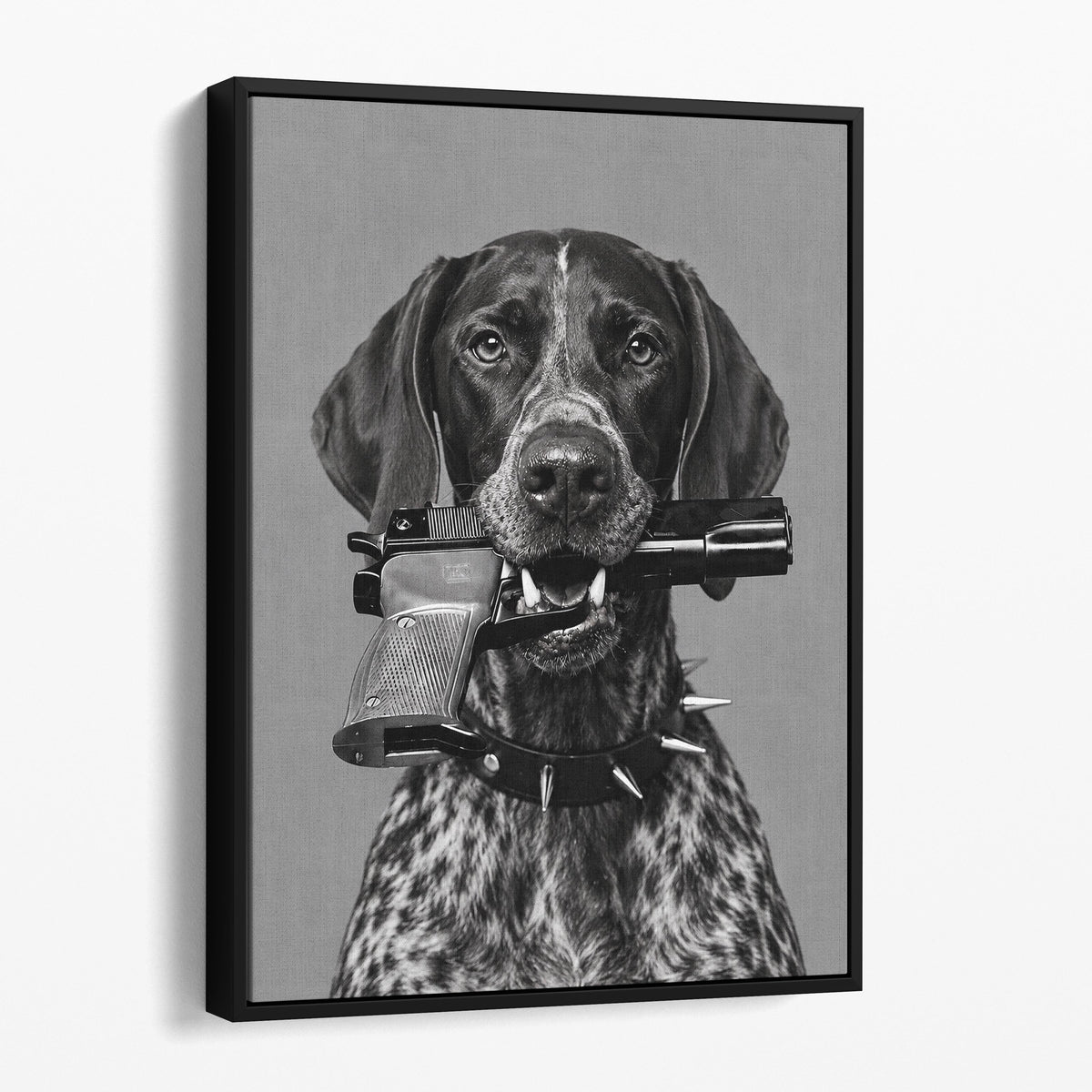 German Shorthaired Pointer Gun In Mouth