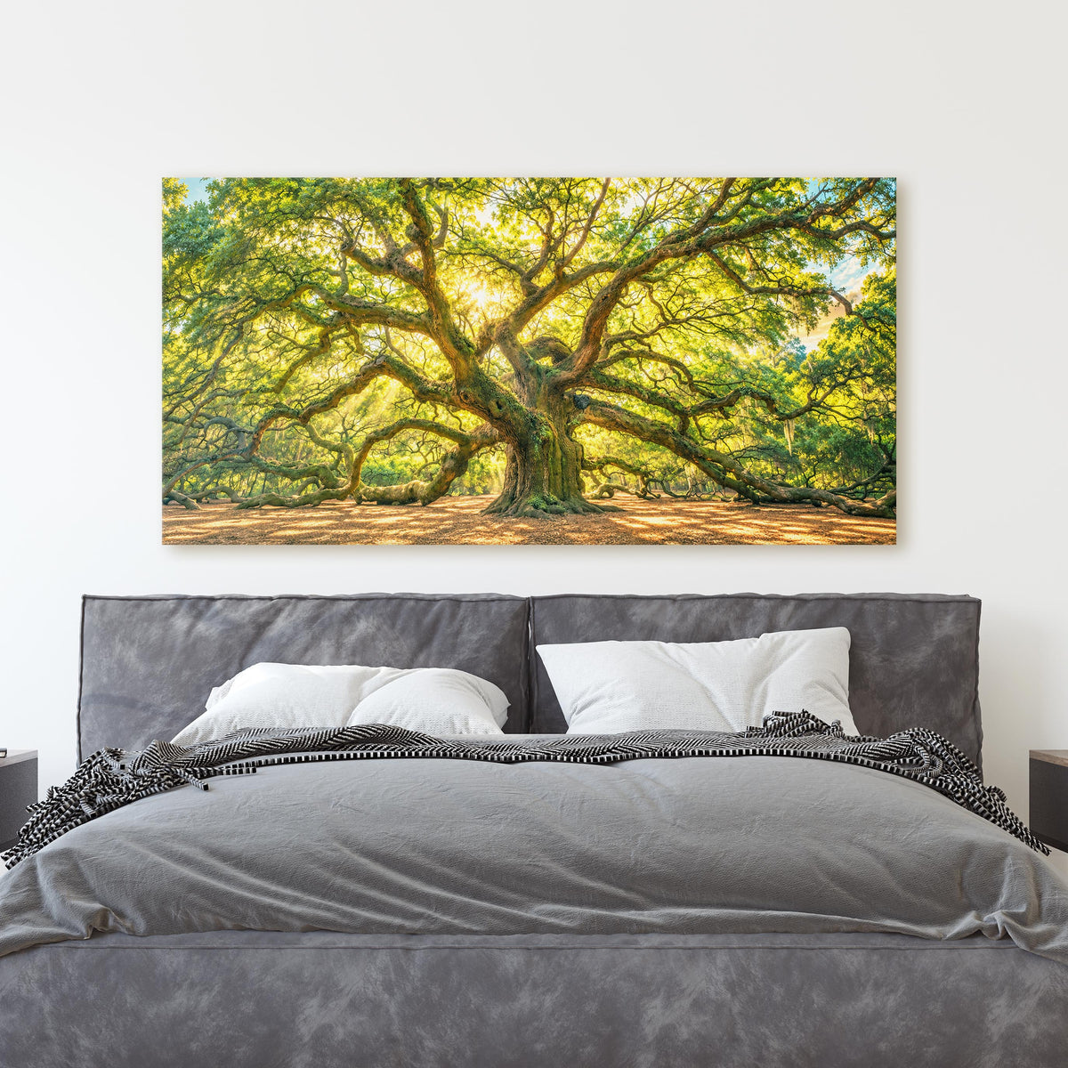 Angel Oak Tree, Charleston South Carolina