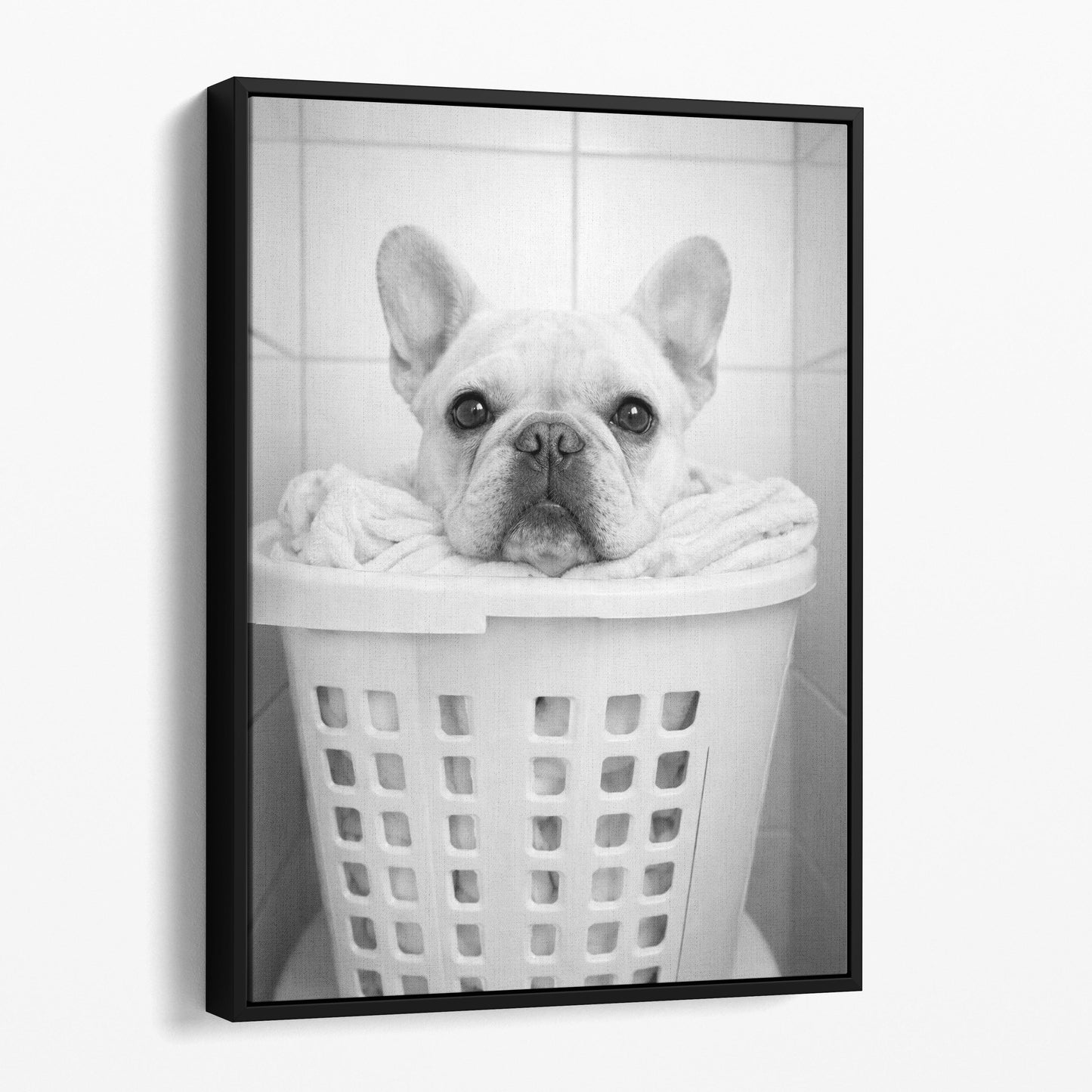 French Bulldog Laundry