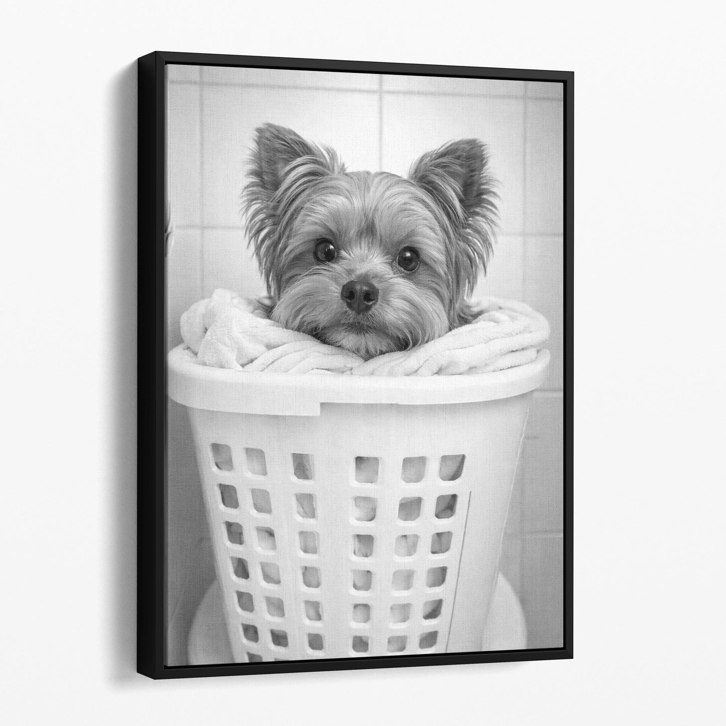 Yorkshire Terrier Dog Laundry