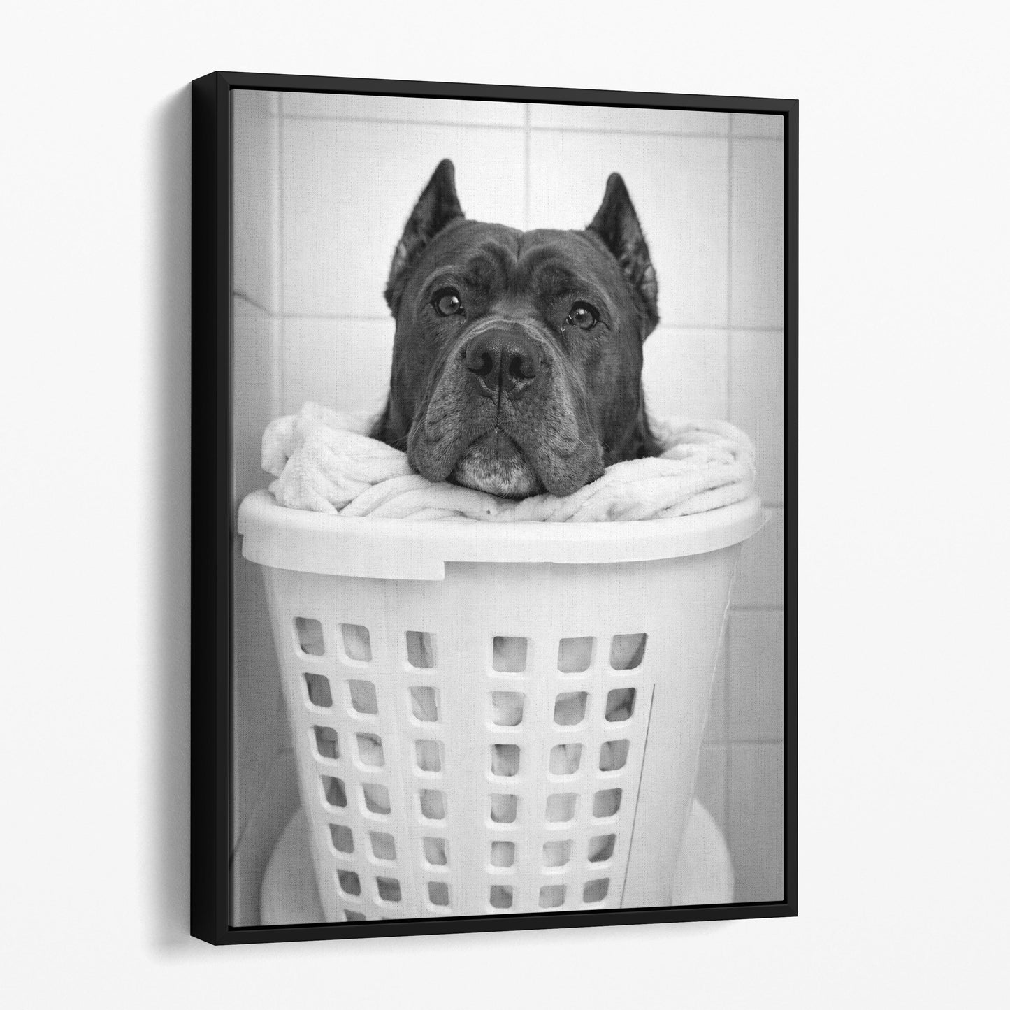 Cane Corso Dog Laundry