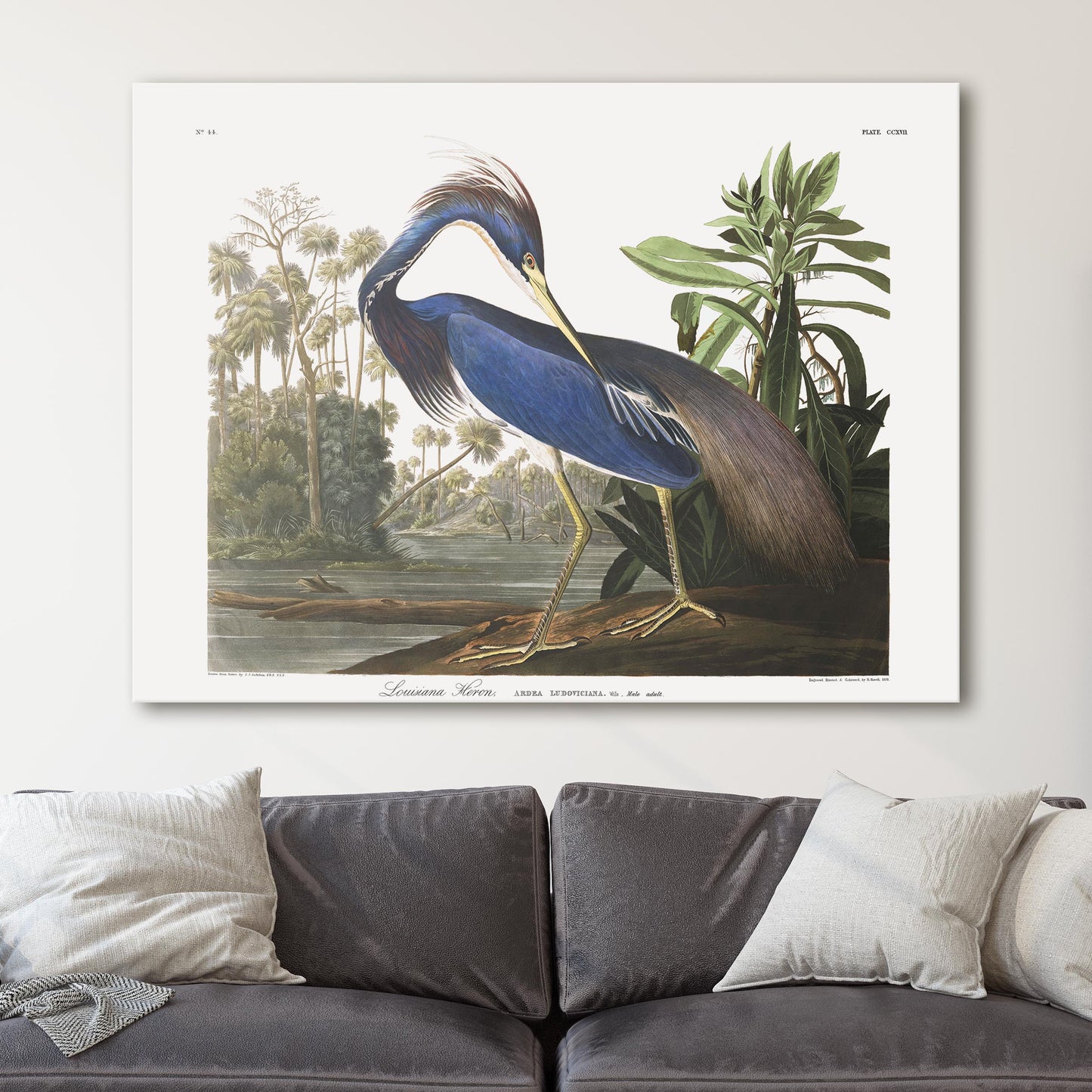 Louisiana Heron, Birds of America