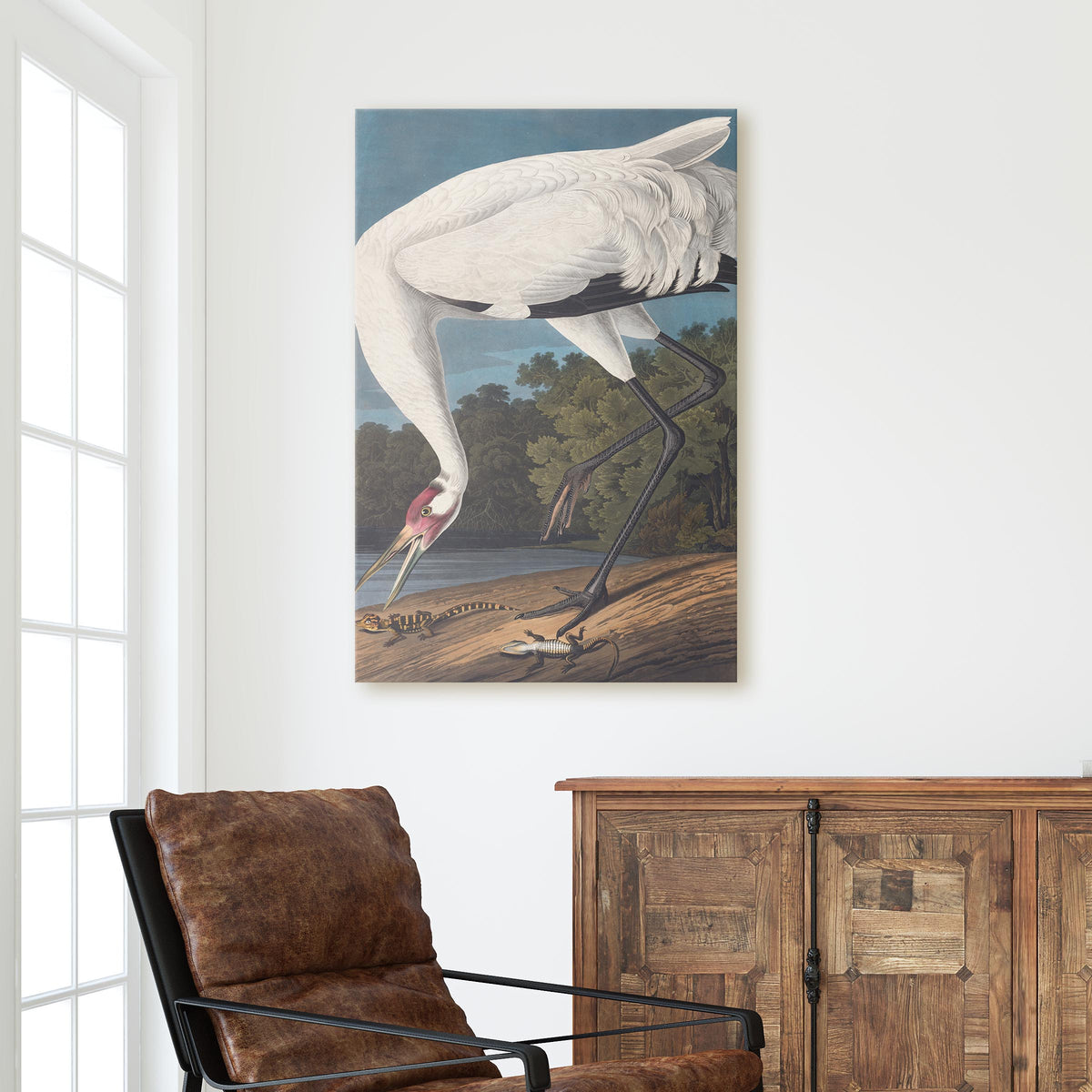 Hooping Crane - John James Audubon, Birds of America