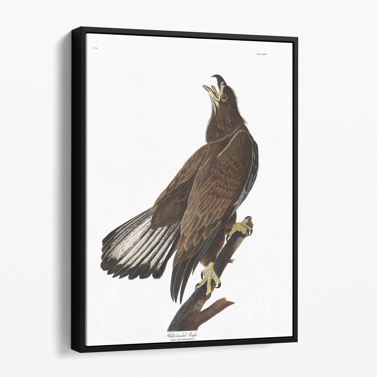 White Headed Eagle - Birds of America