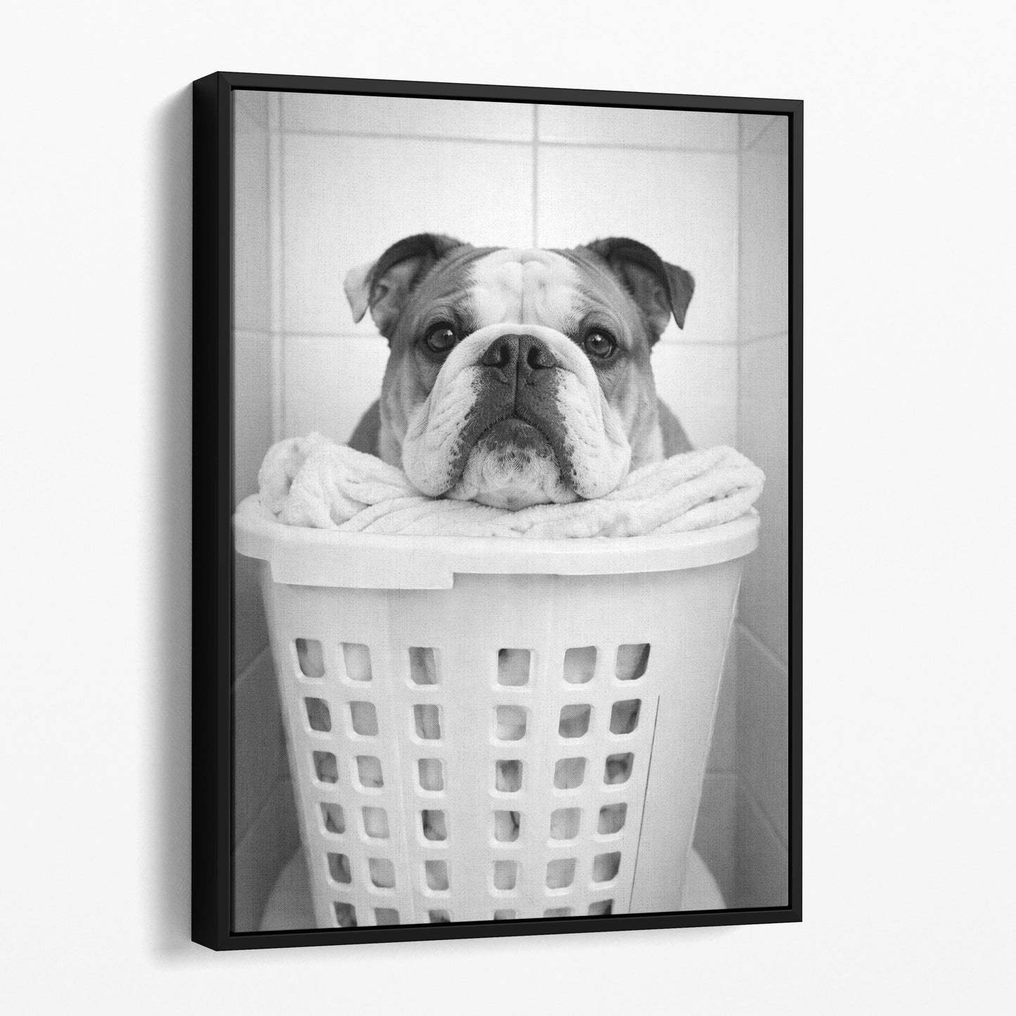 Bulldog Laundry