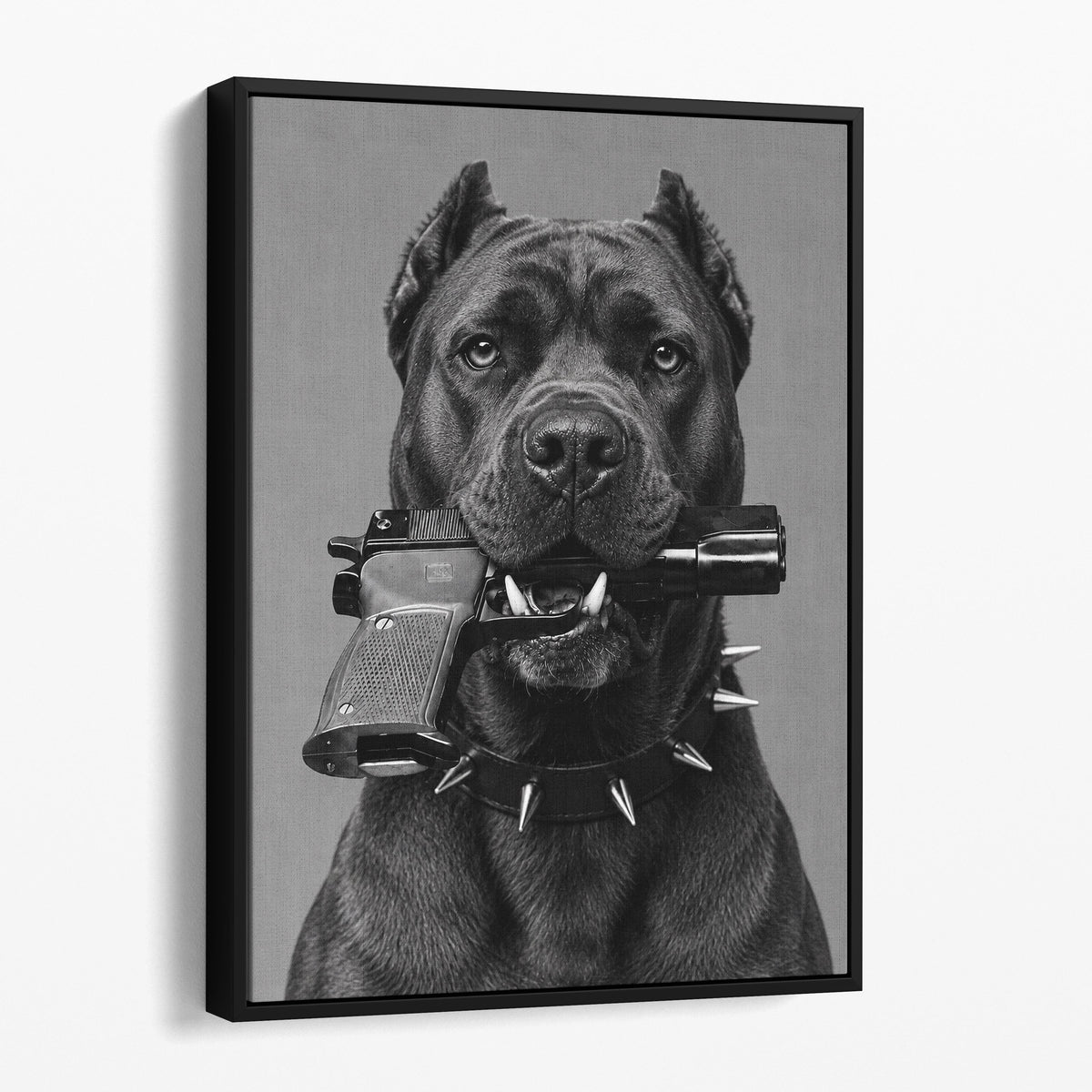 Cane Corso Gun In Mouth