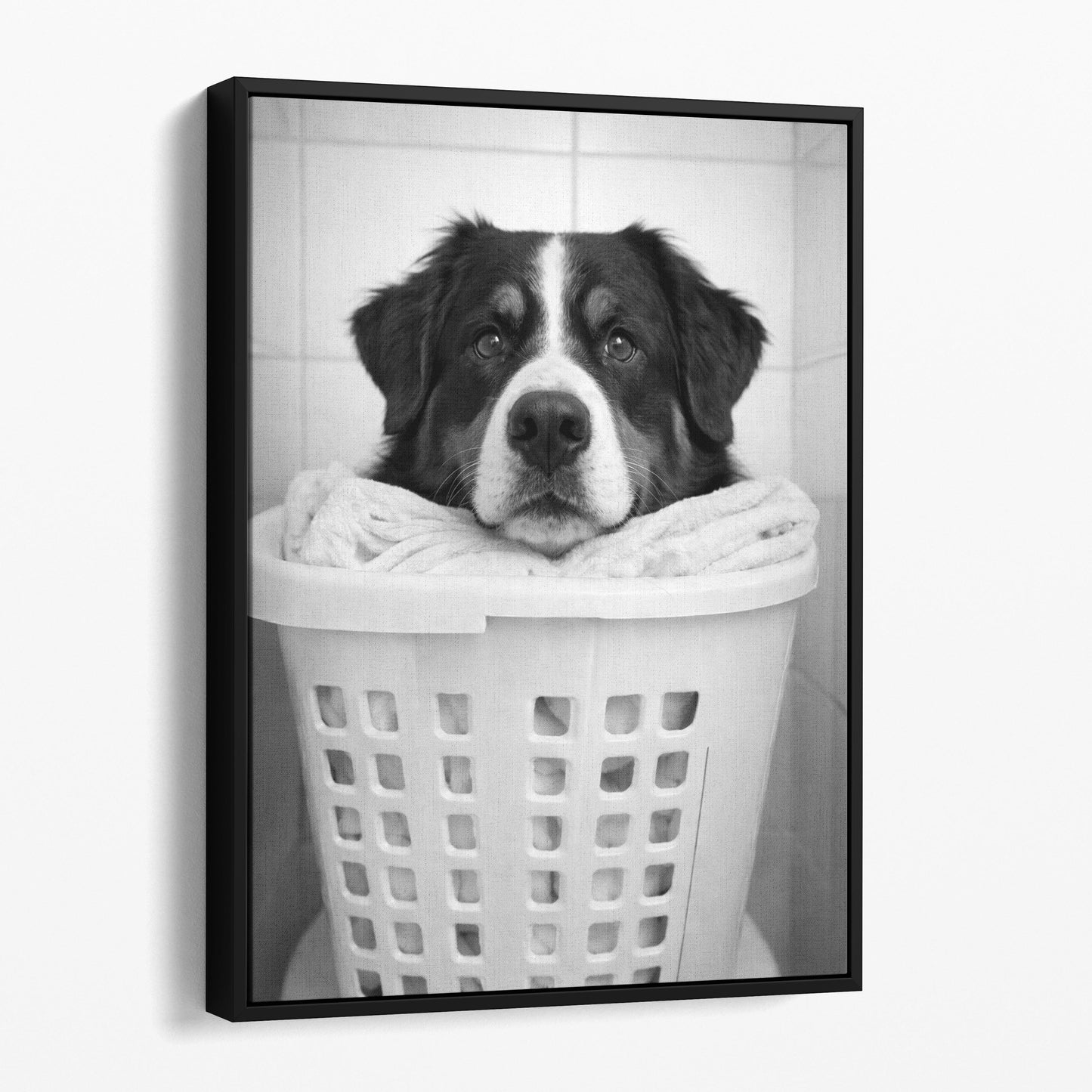 Bernese Mountain Dog Laundry