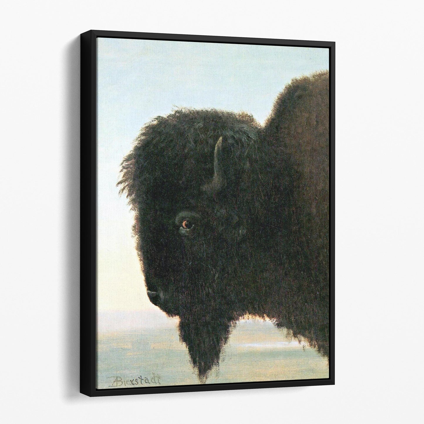 Buffalo Head Albert Bierstadt