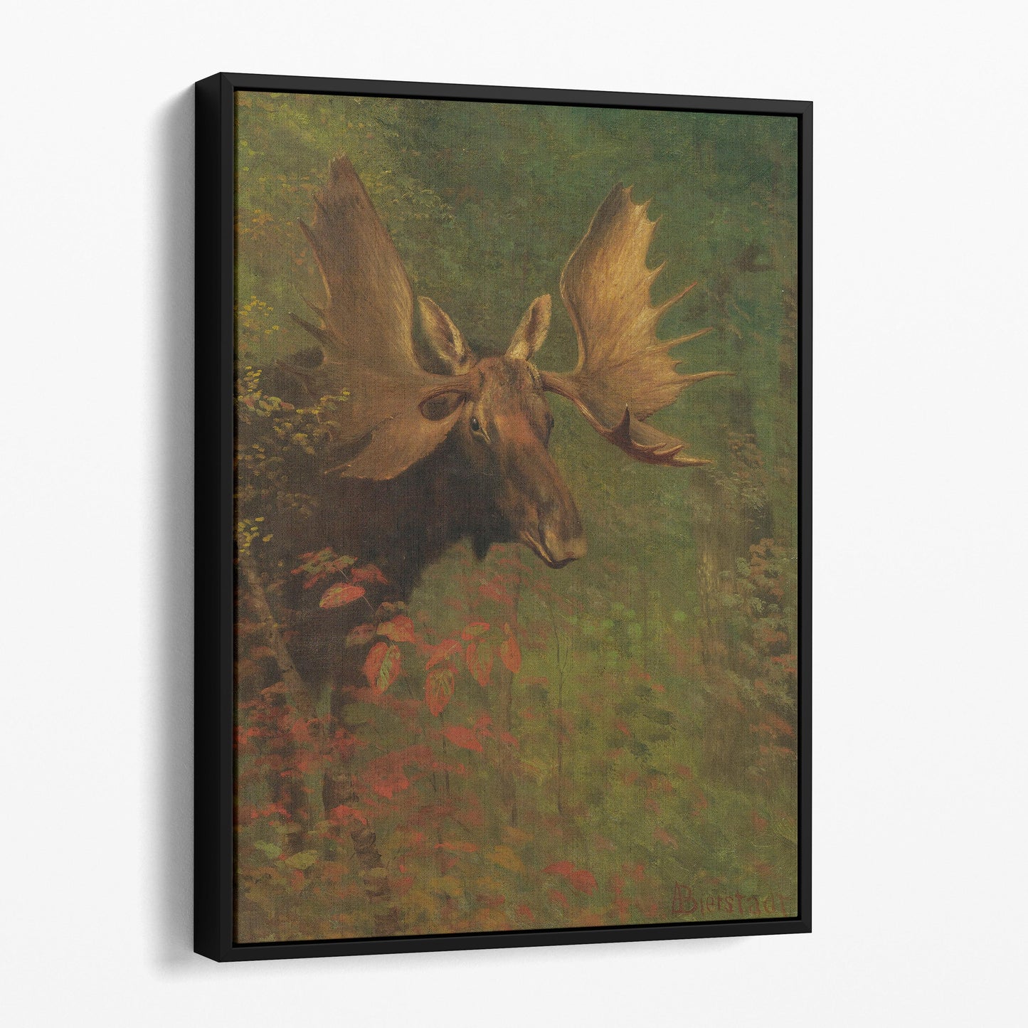 Study Of A Moose by Albert Bierstadt