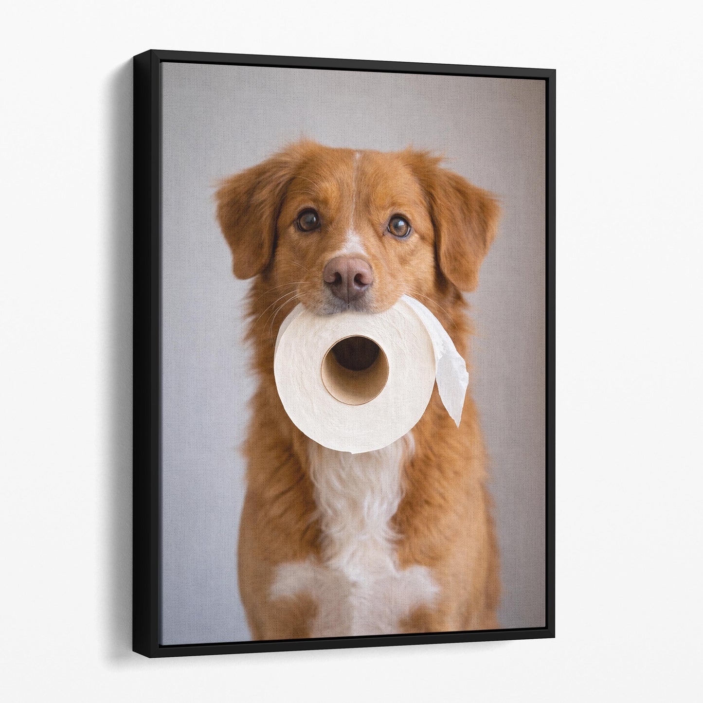 Nova Scotia Duck Tolling Retriever Dog Toilet Paper