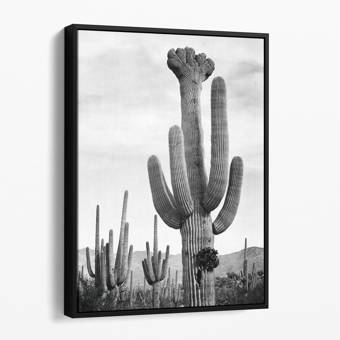 Cactus in Saguaro National Monument, Ansel Adams