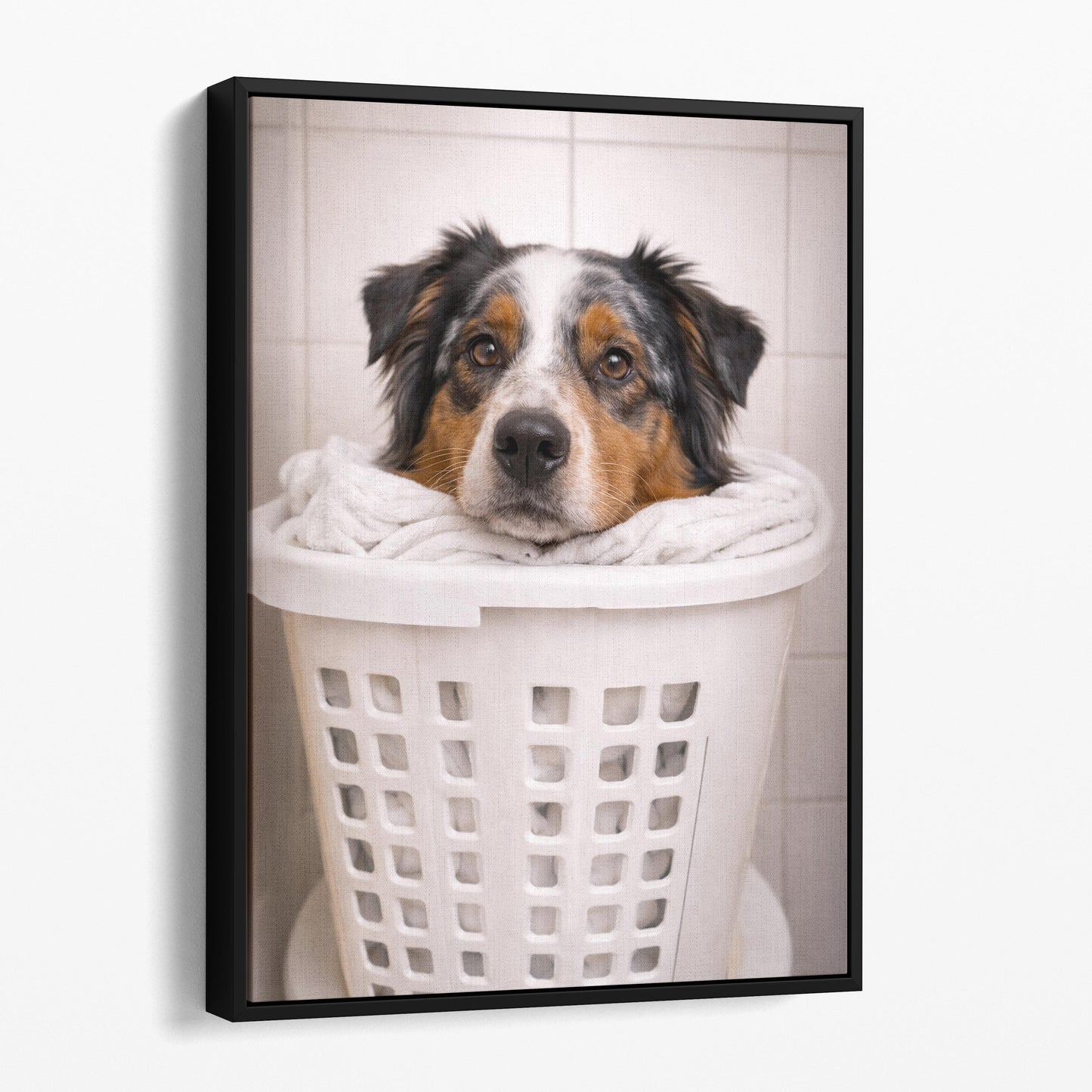 Australian Shepherd Dog Laundry