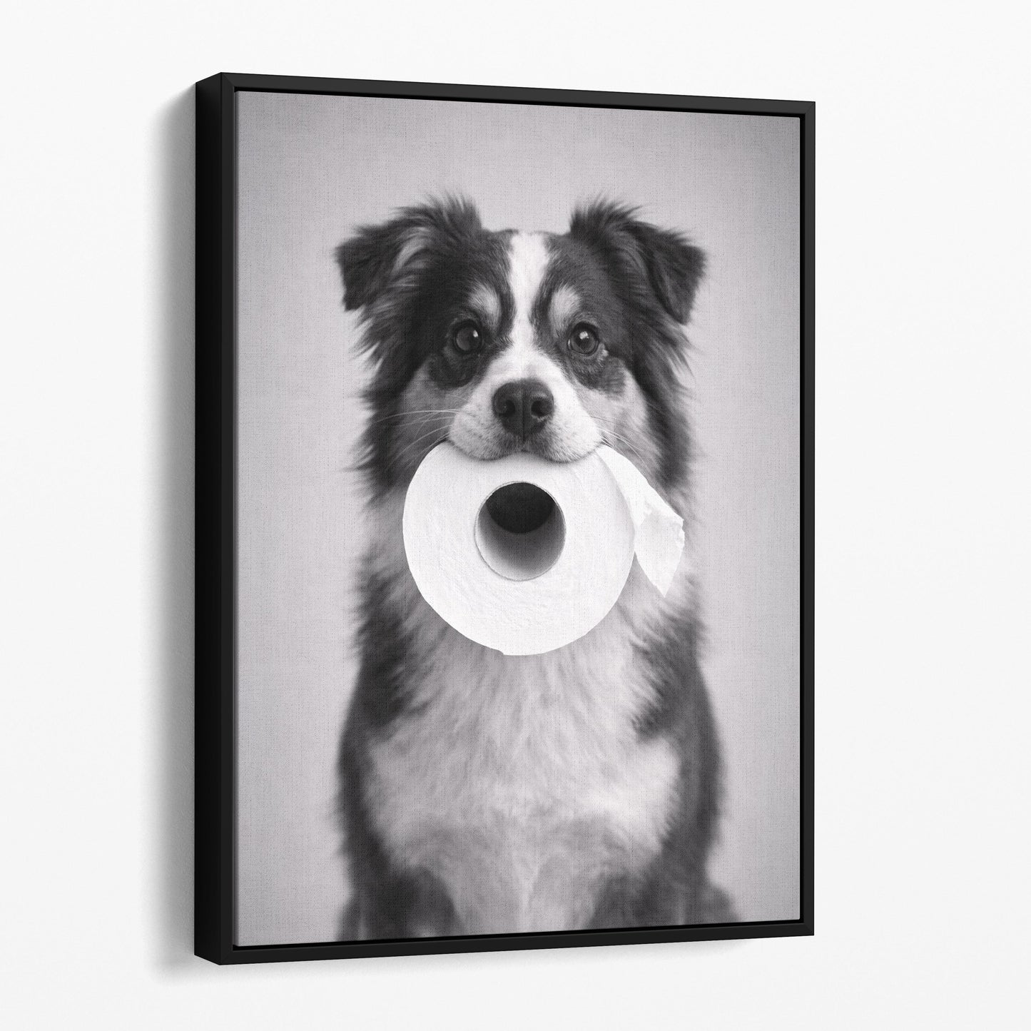 Miniature American Shepherd Dog Toilet Paper