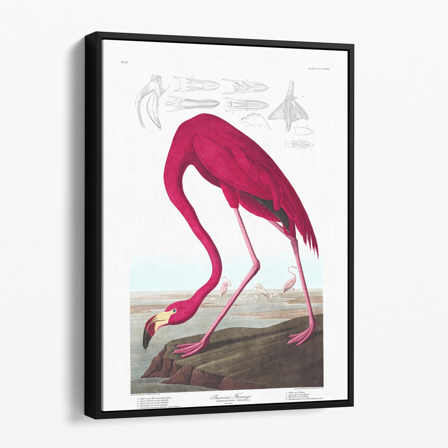 American Flamingo - John James Audubon, Birds of America