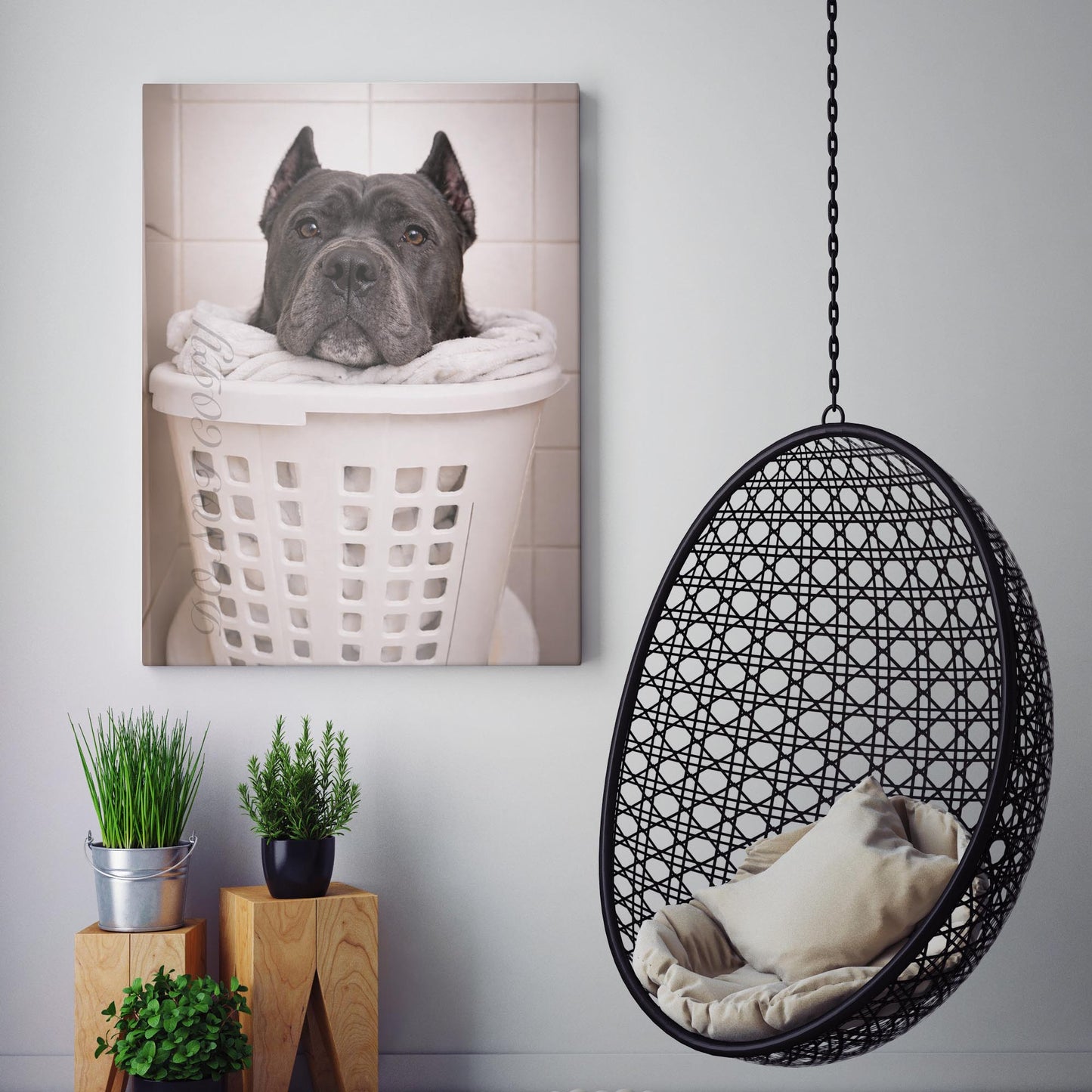 Cane Corso Dog Laundry