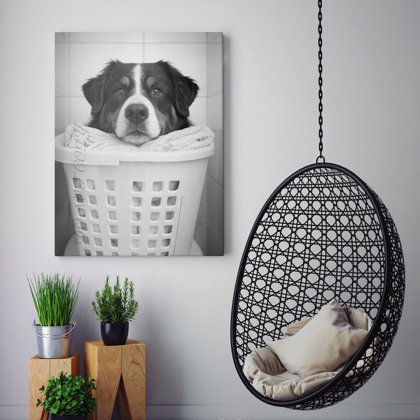 Bernese Mountain Dog Laundry