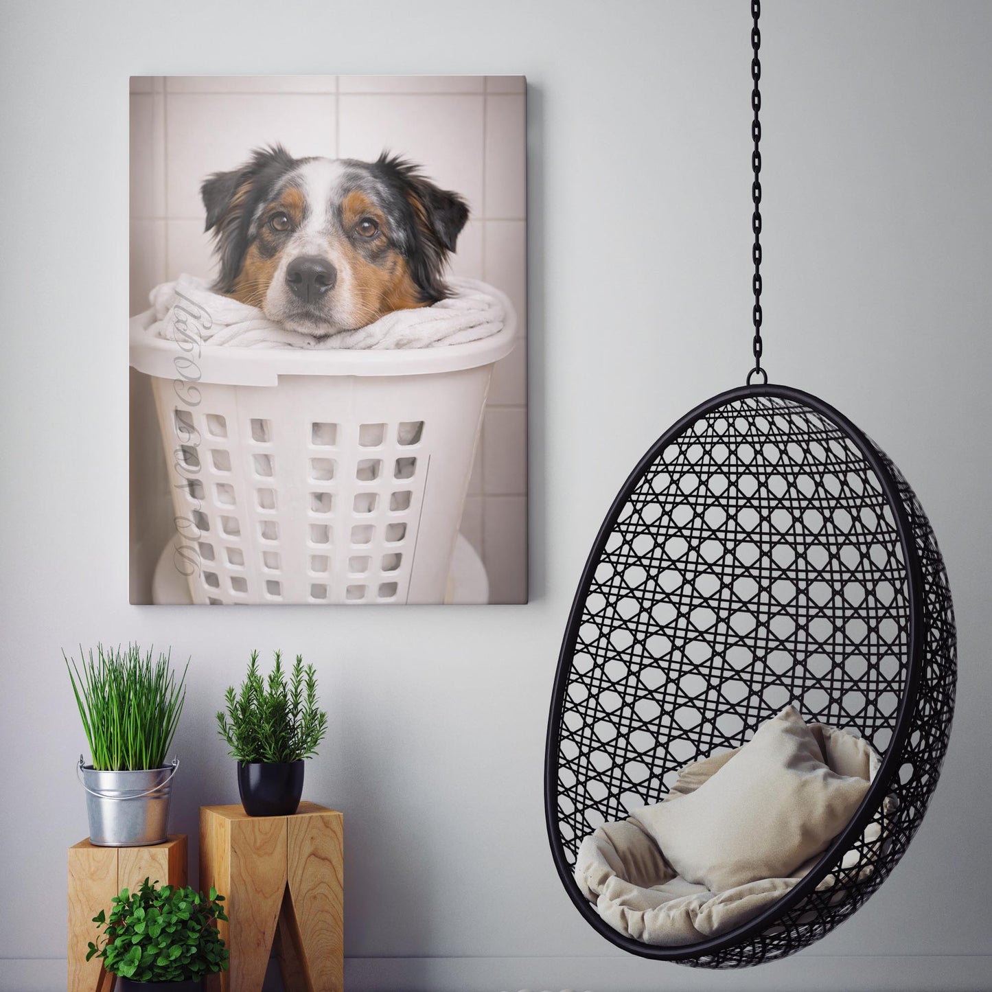 Australian Shepherd Dog Laundry