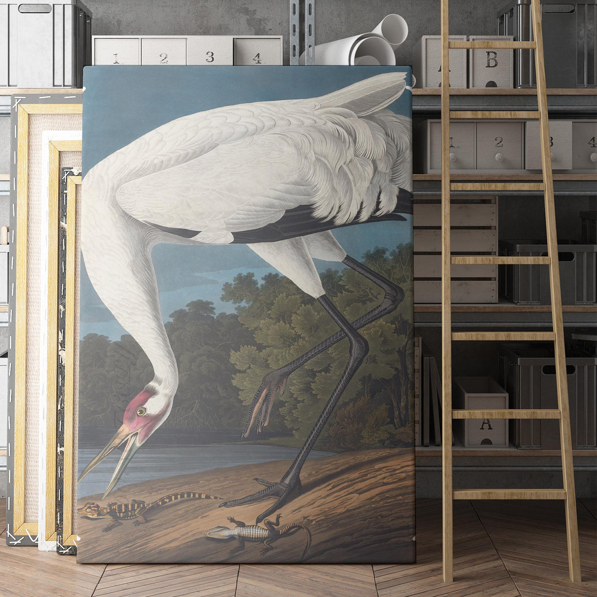 Hooping Crane - John James Audubon, Birds of America