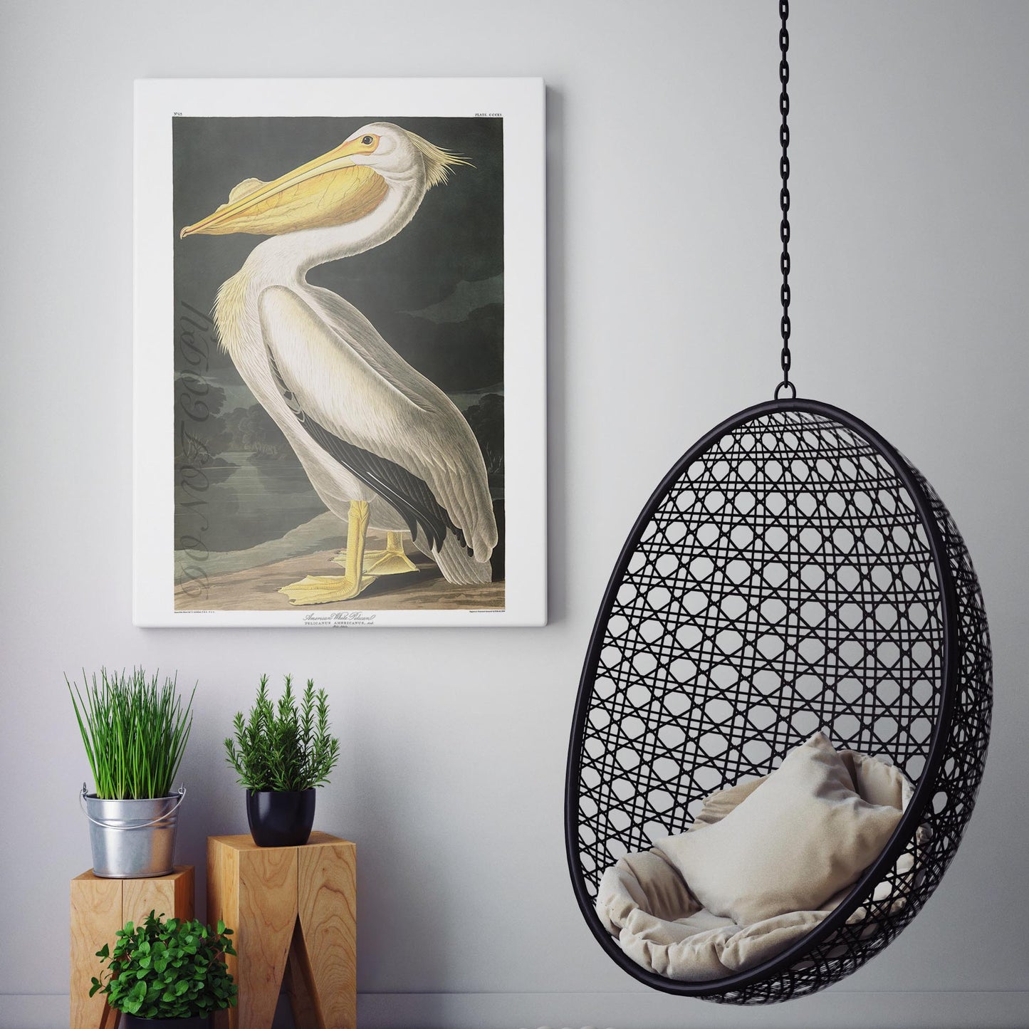 American White Pelican - John James Audubon, Birds of America