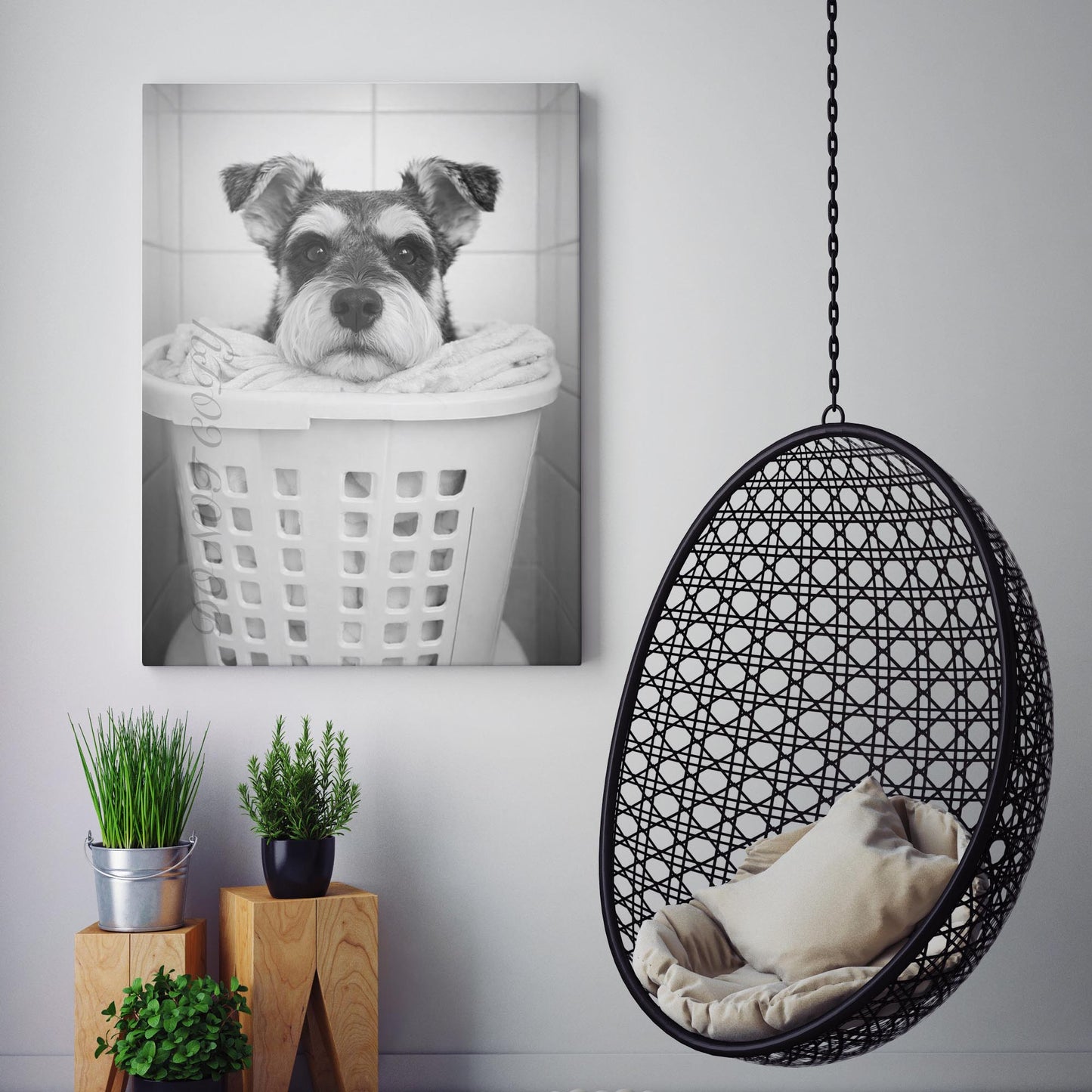 Miniature Schnauzer Dog Laundry