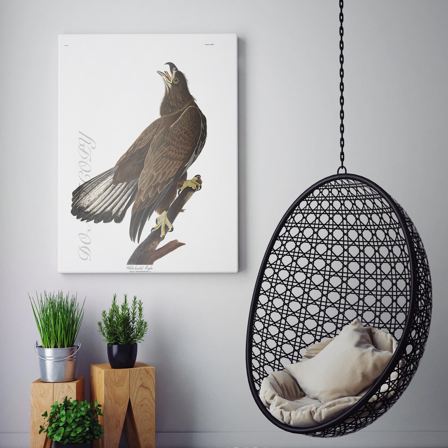White Headed Eagle - Birds of America