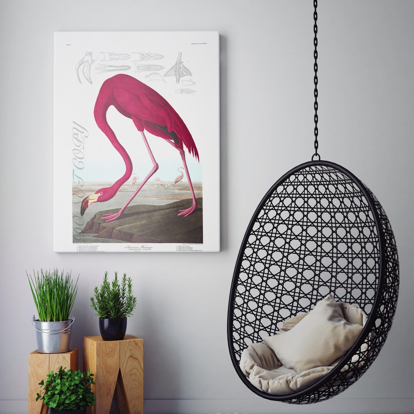 American Flamingo - John James Audubon, Birds of America