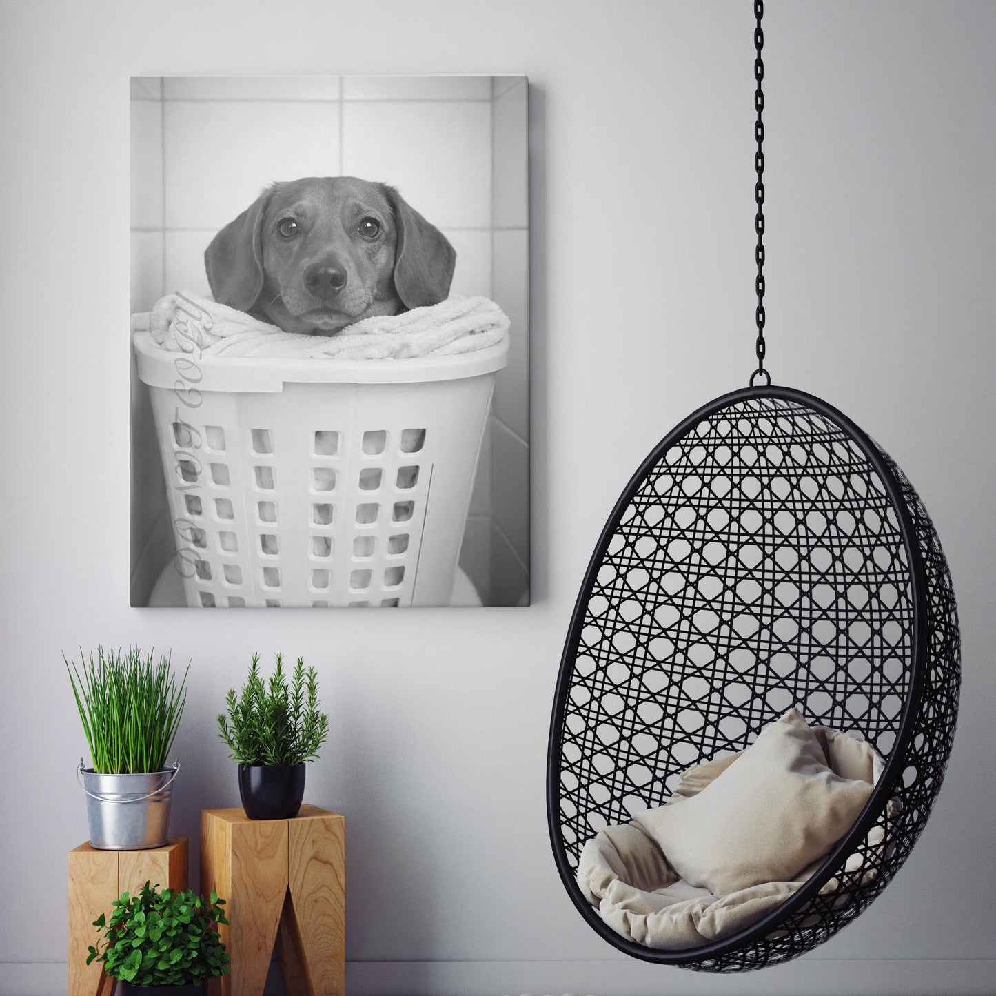 Dachshund Dog Laundry