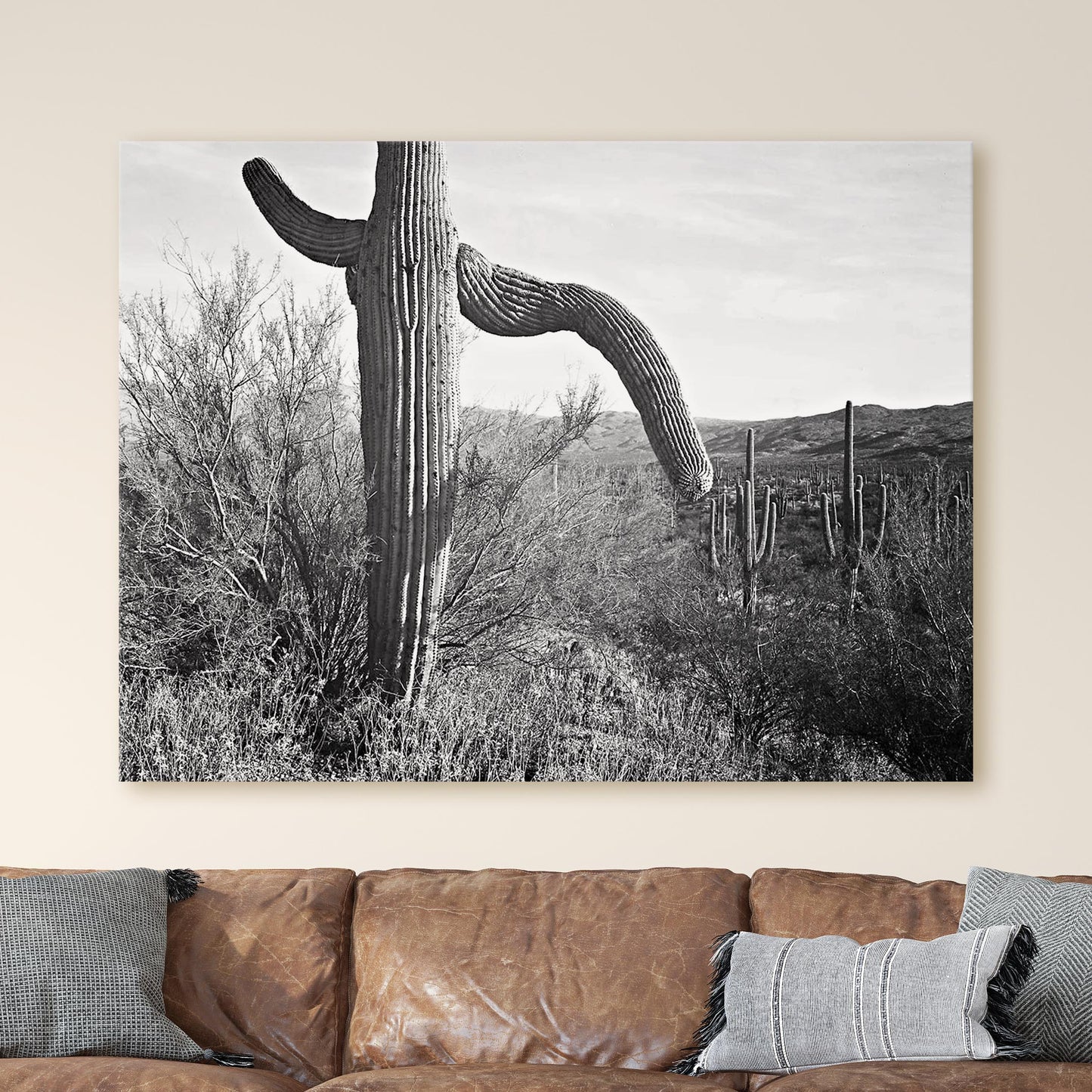 Cactus in Saguaro National Monument, Ansel Adams